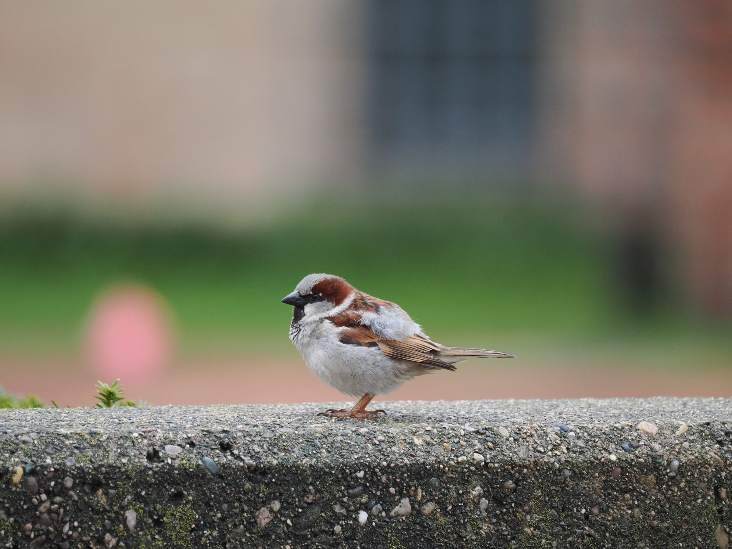 The Ubiquitous Sparrow — additional photo 2