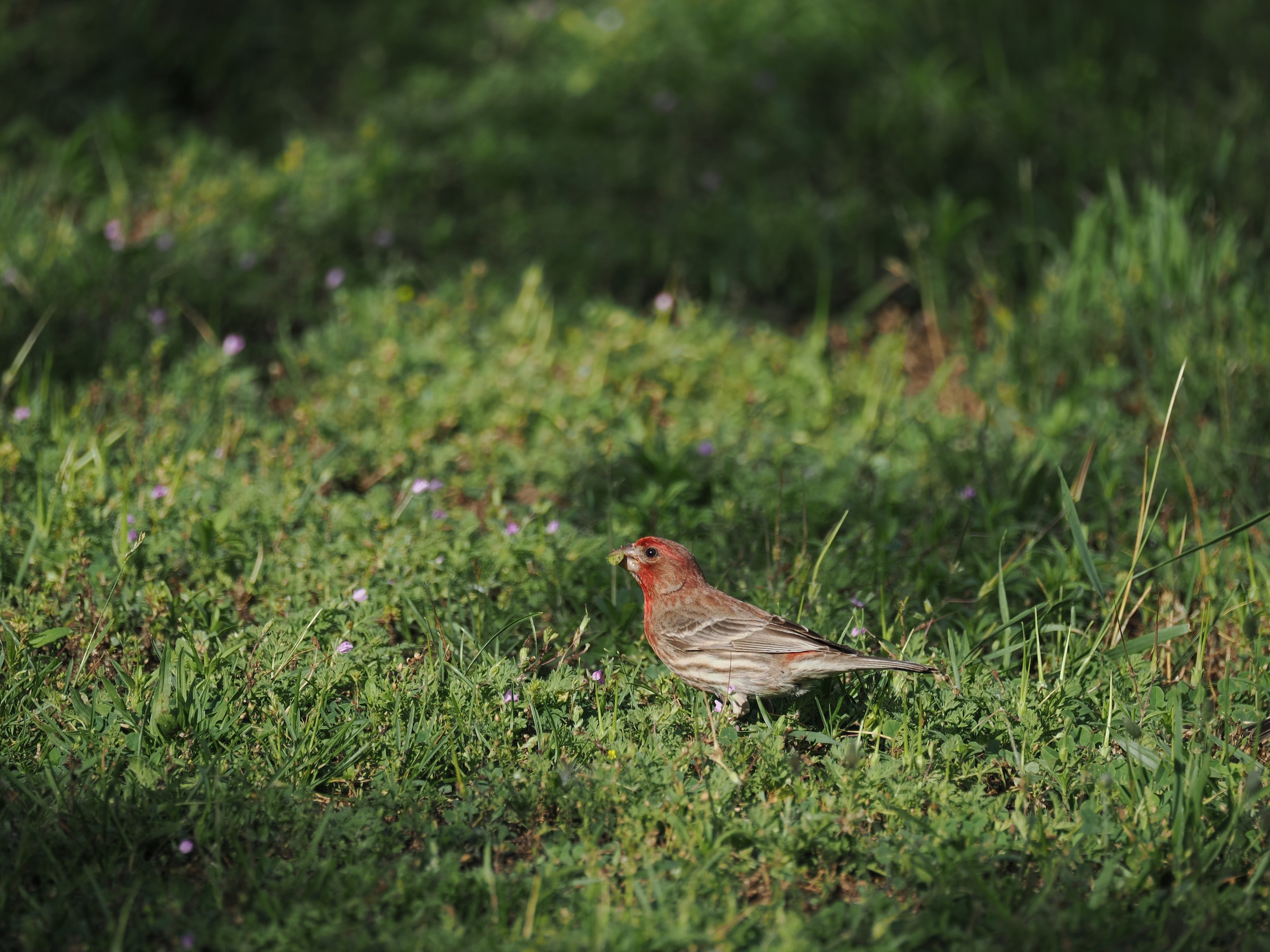 The Hollywood Finch — additional photo 5