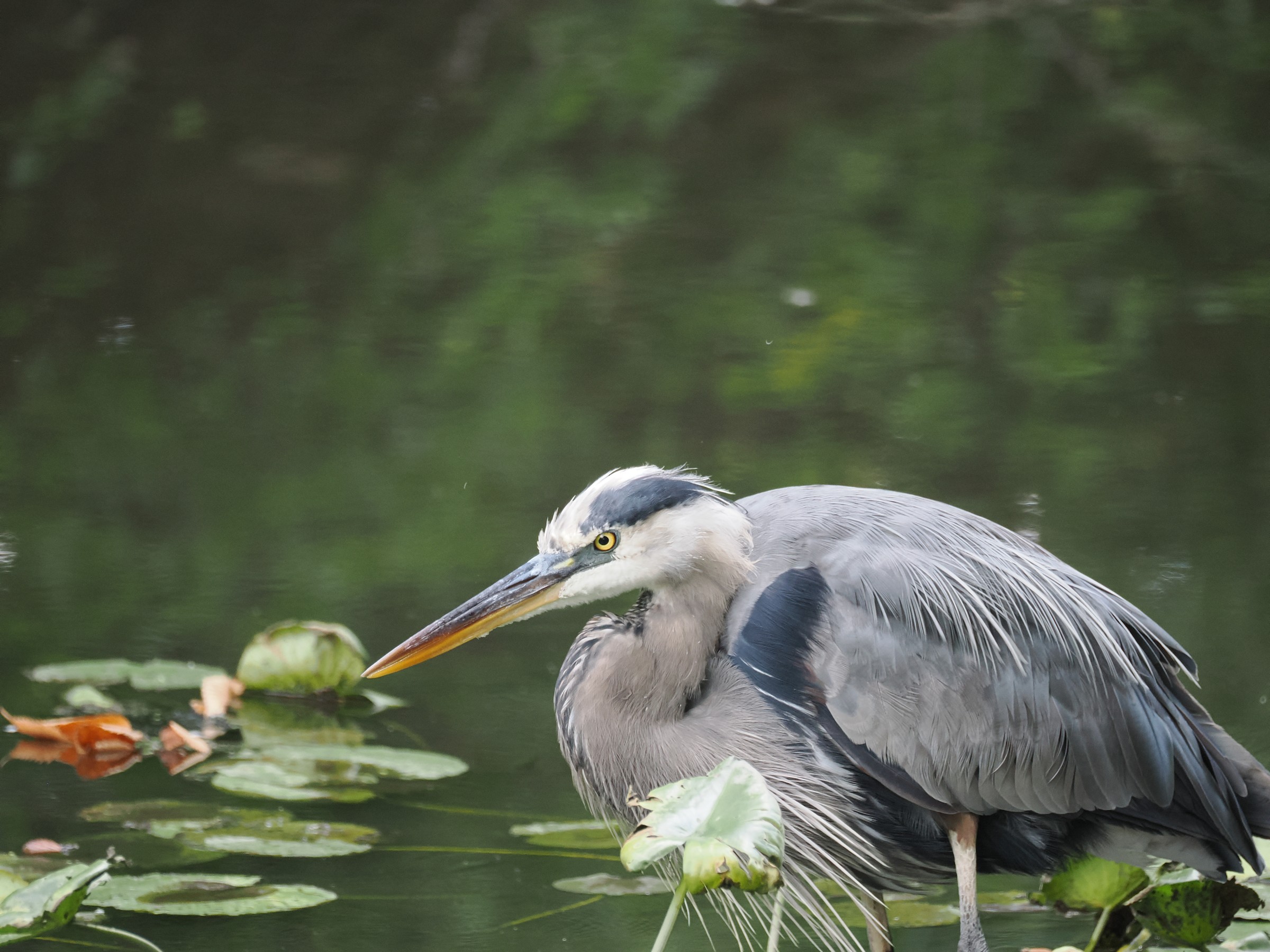 Fishing at Dawn — additional photo 6