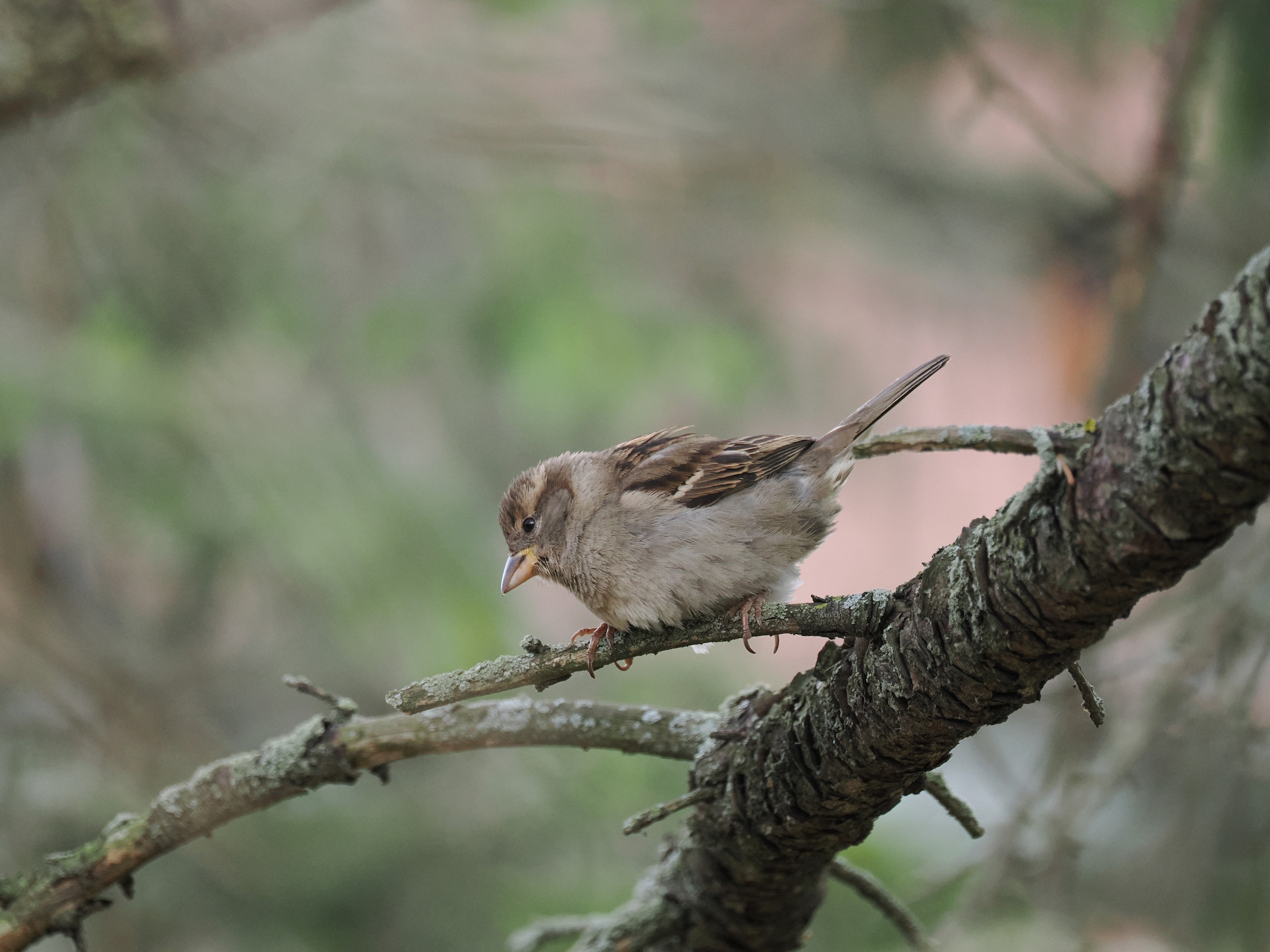 The Ubiquitous Sparrow — additional photo 1