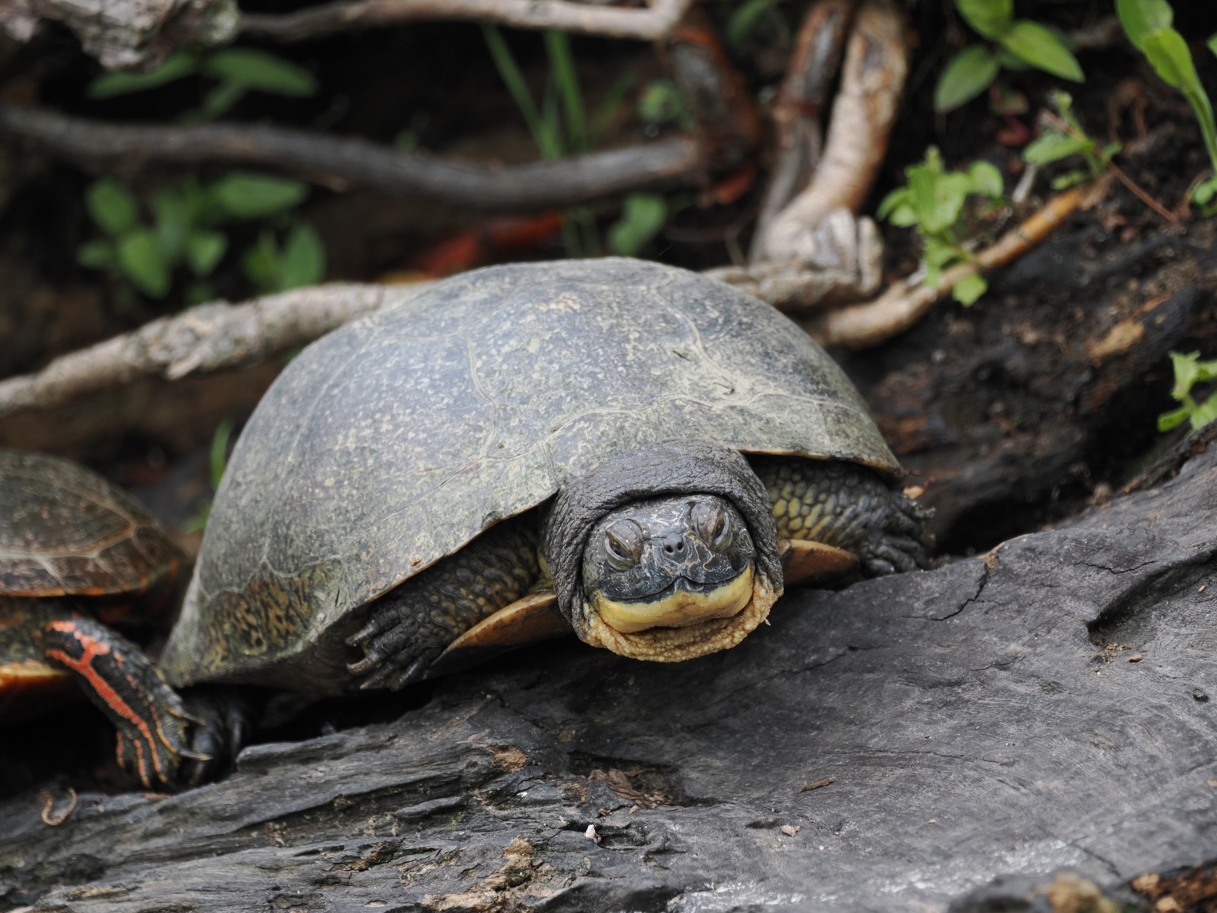 The Semi-box Turtle