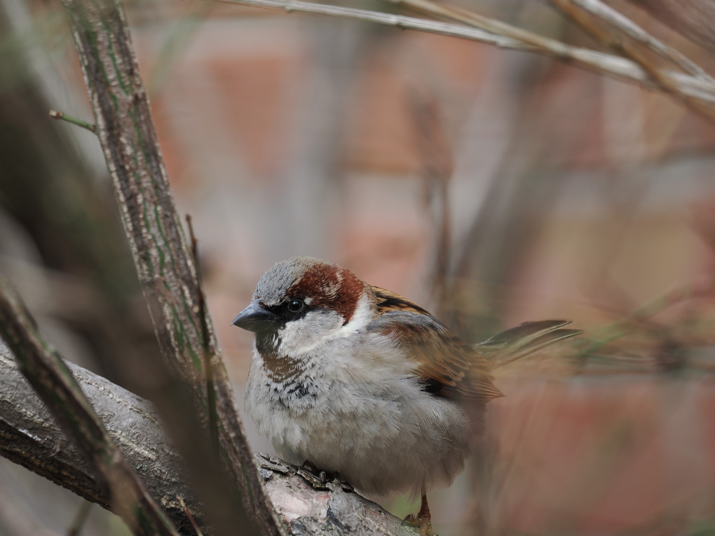The Ubiquitous Sparrow — additional photo 6