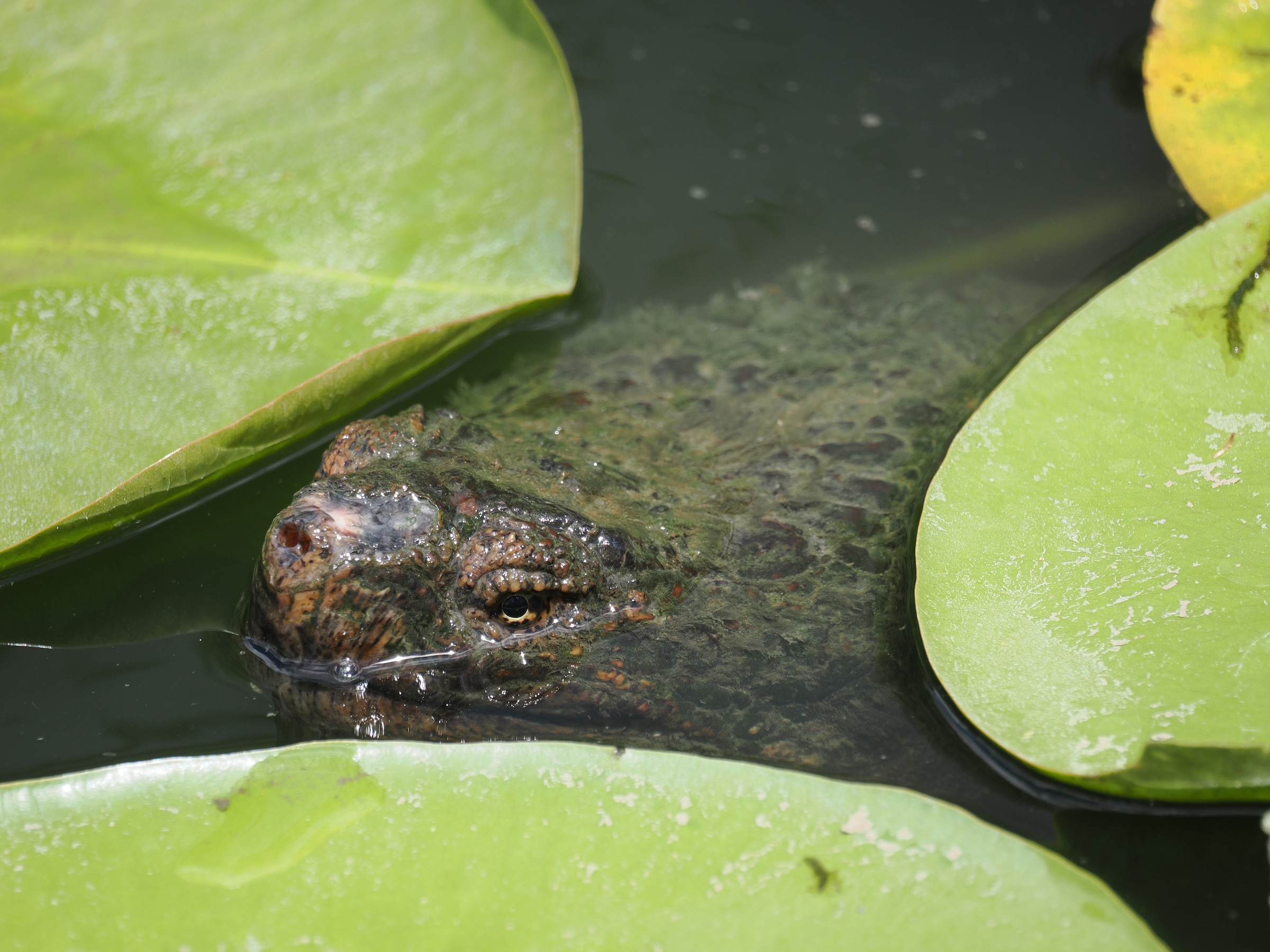 Pond Dragons — additional photo 2
