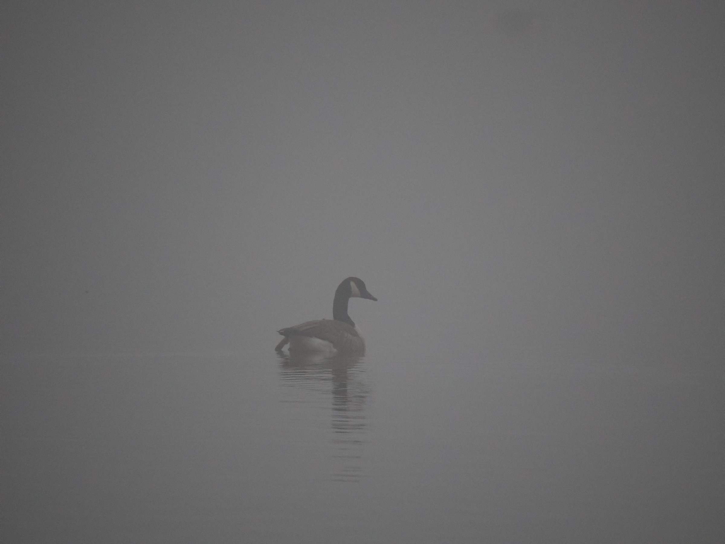 Terror Birds — additional photo 6