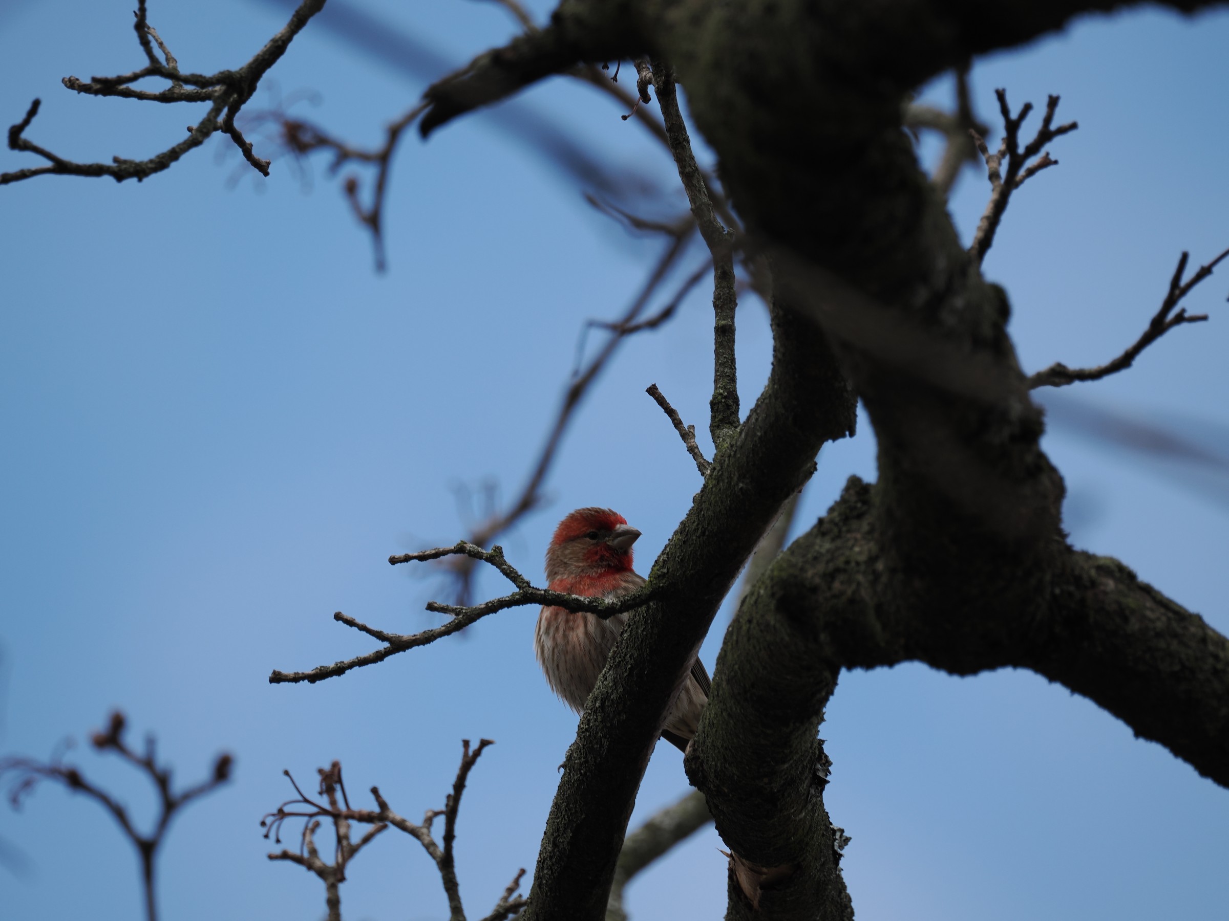 The Hollywood Finch
