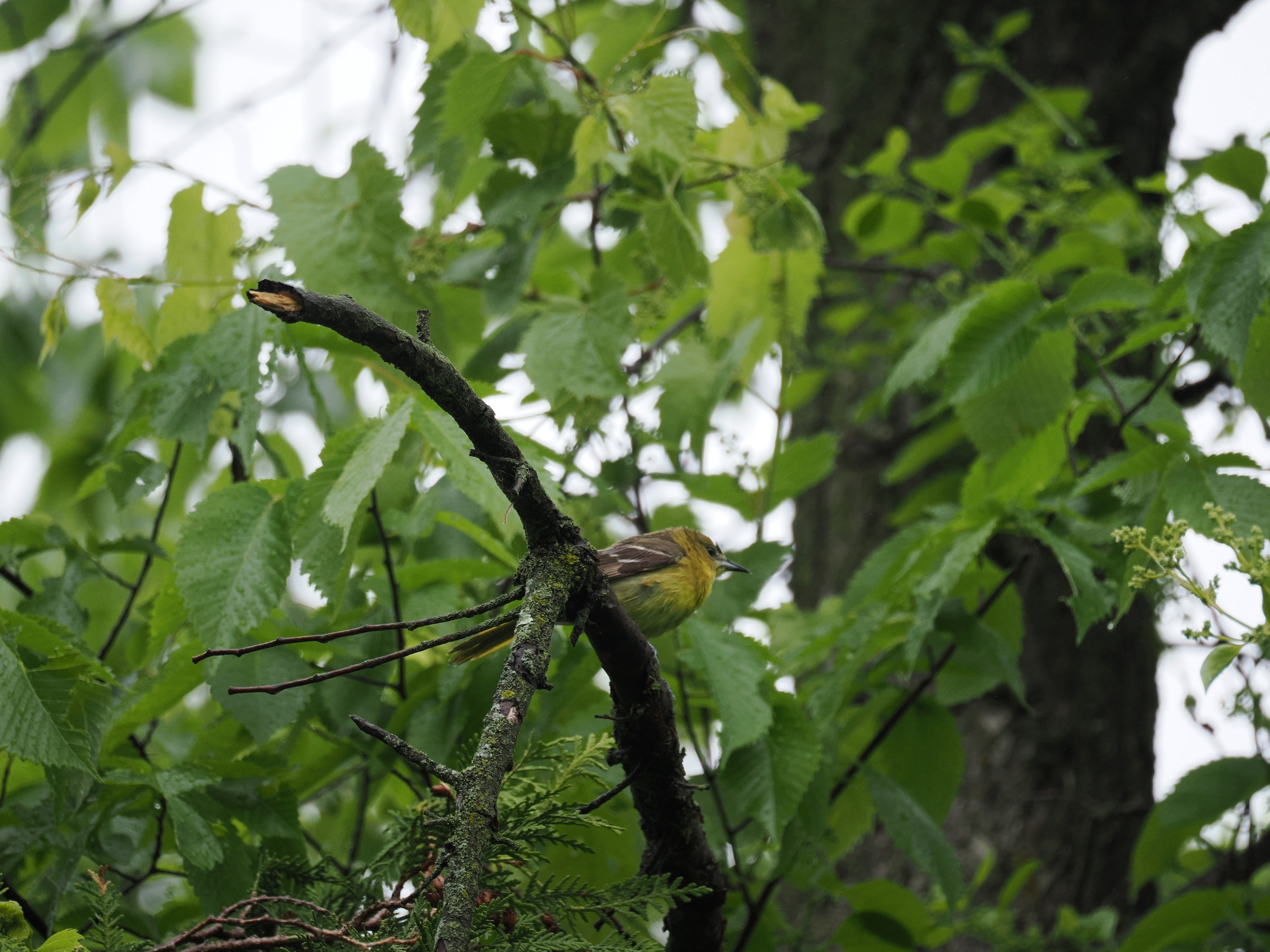 Spot of Orange in the Trees — additional photo 3