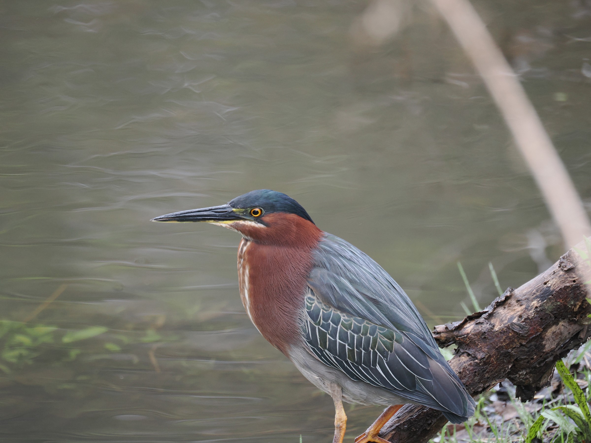 Striated? Galapagos? Green! — additional photo 4