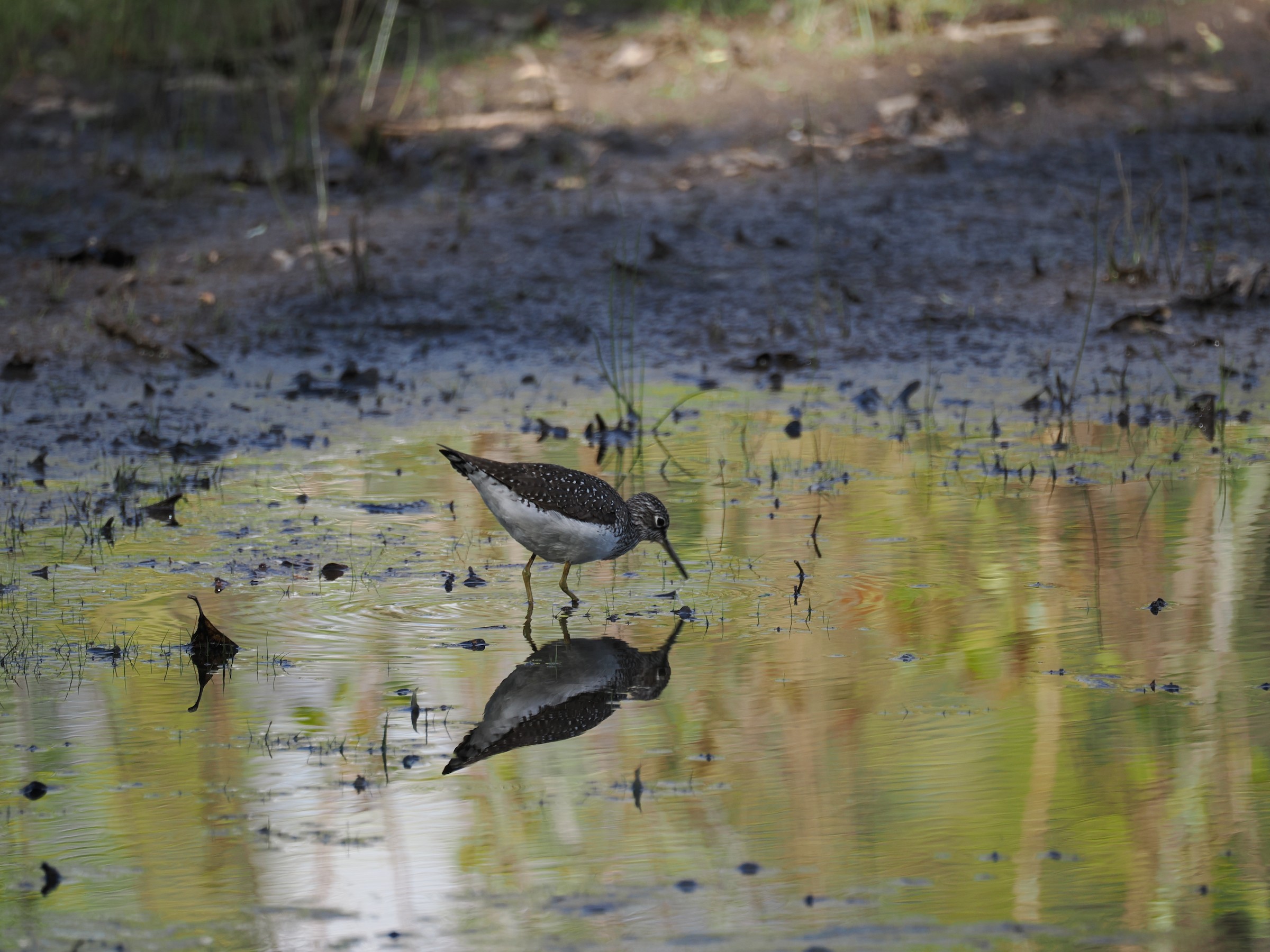 Quietly Walking the Banks at Dawn — additional photo 2
