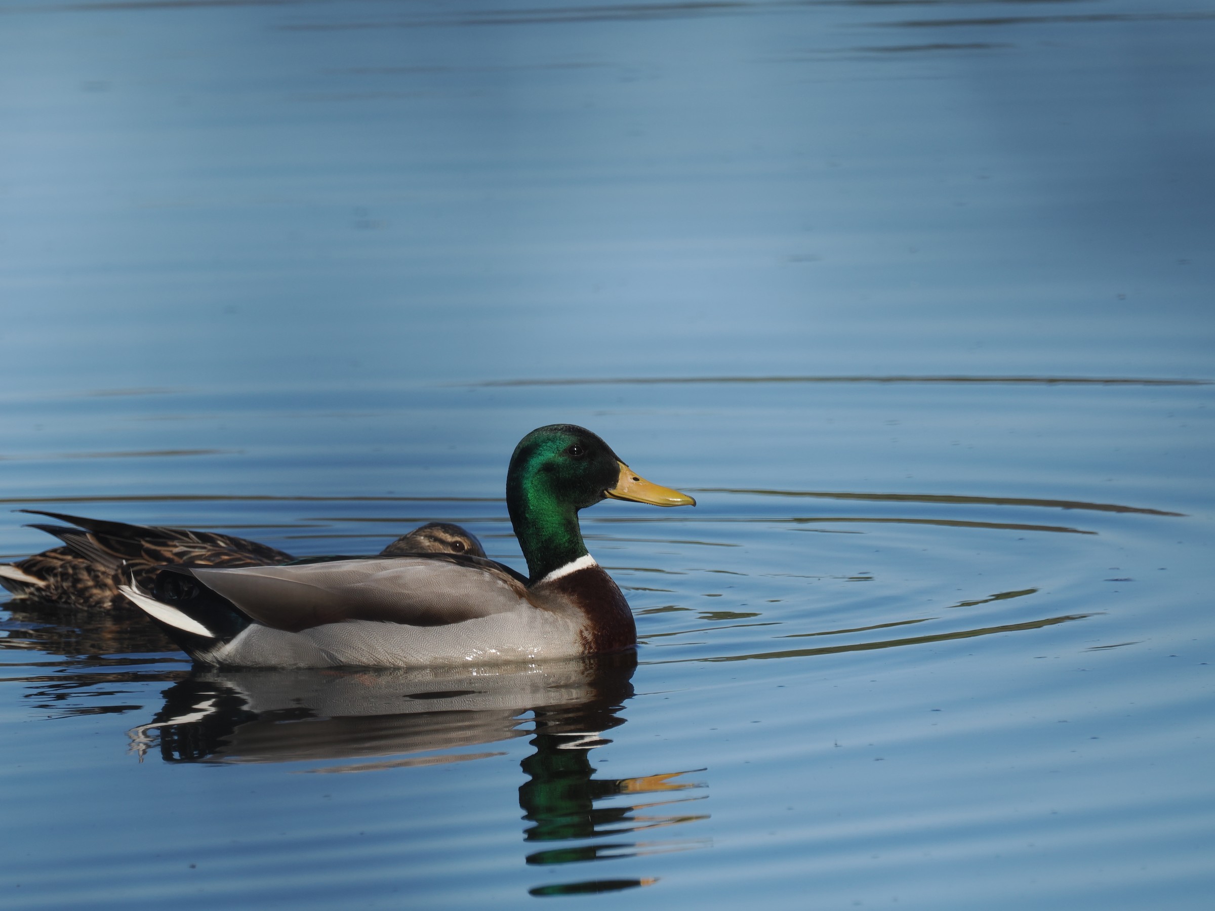 Hens and Drakes — additional photo 1