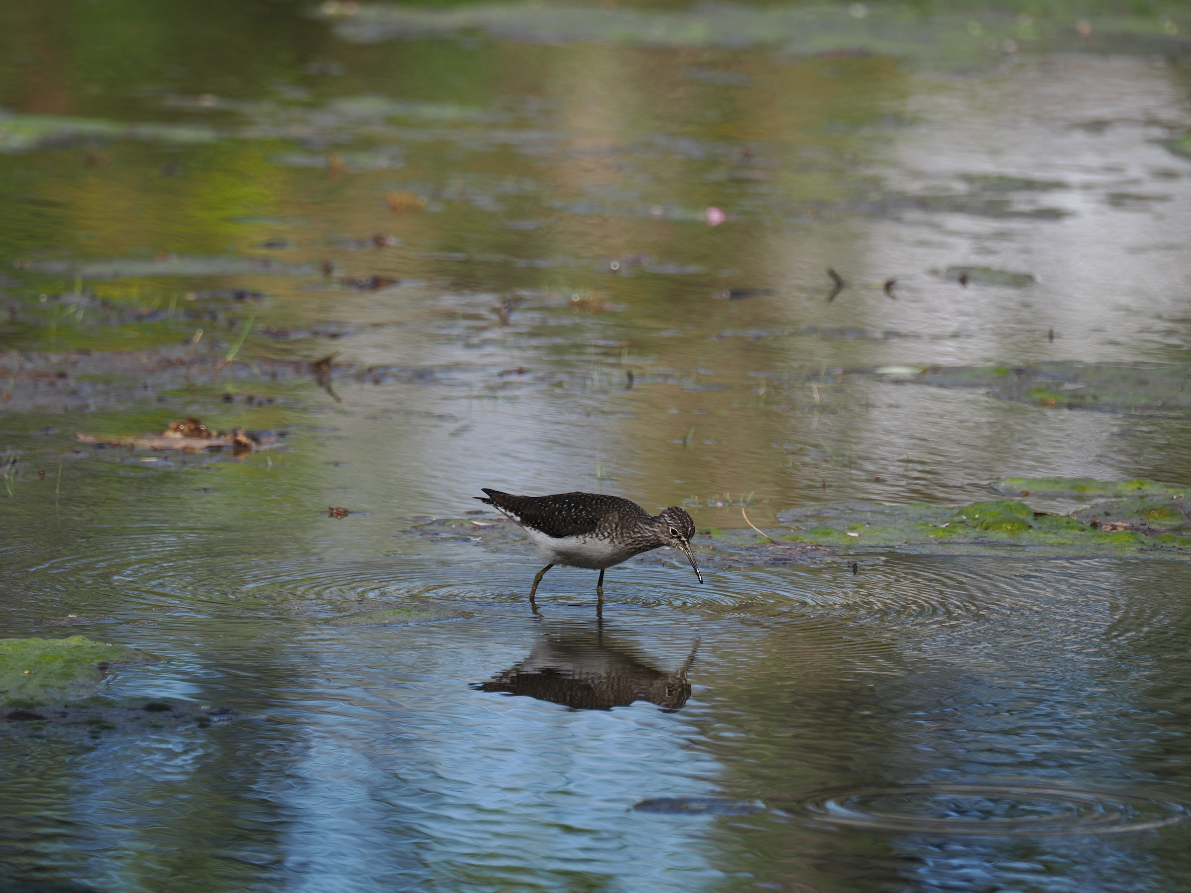 Quietly Walking the Banks at Dawn — additional photo 1