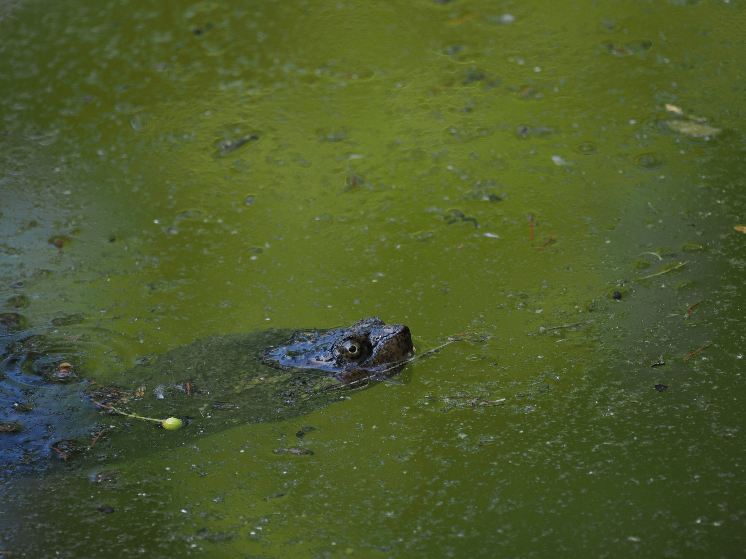 Pond Dragons — additional photo 4