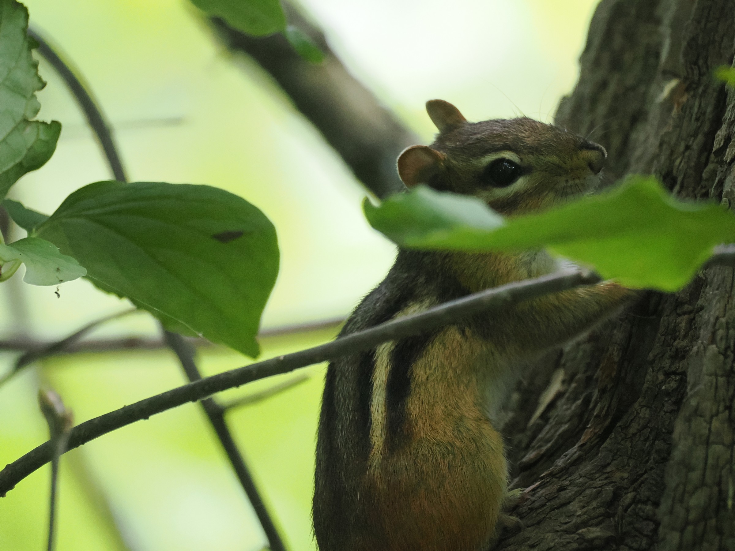 Tiny Rodentia — additional photo 4