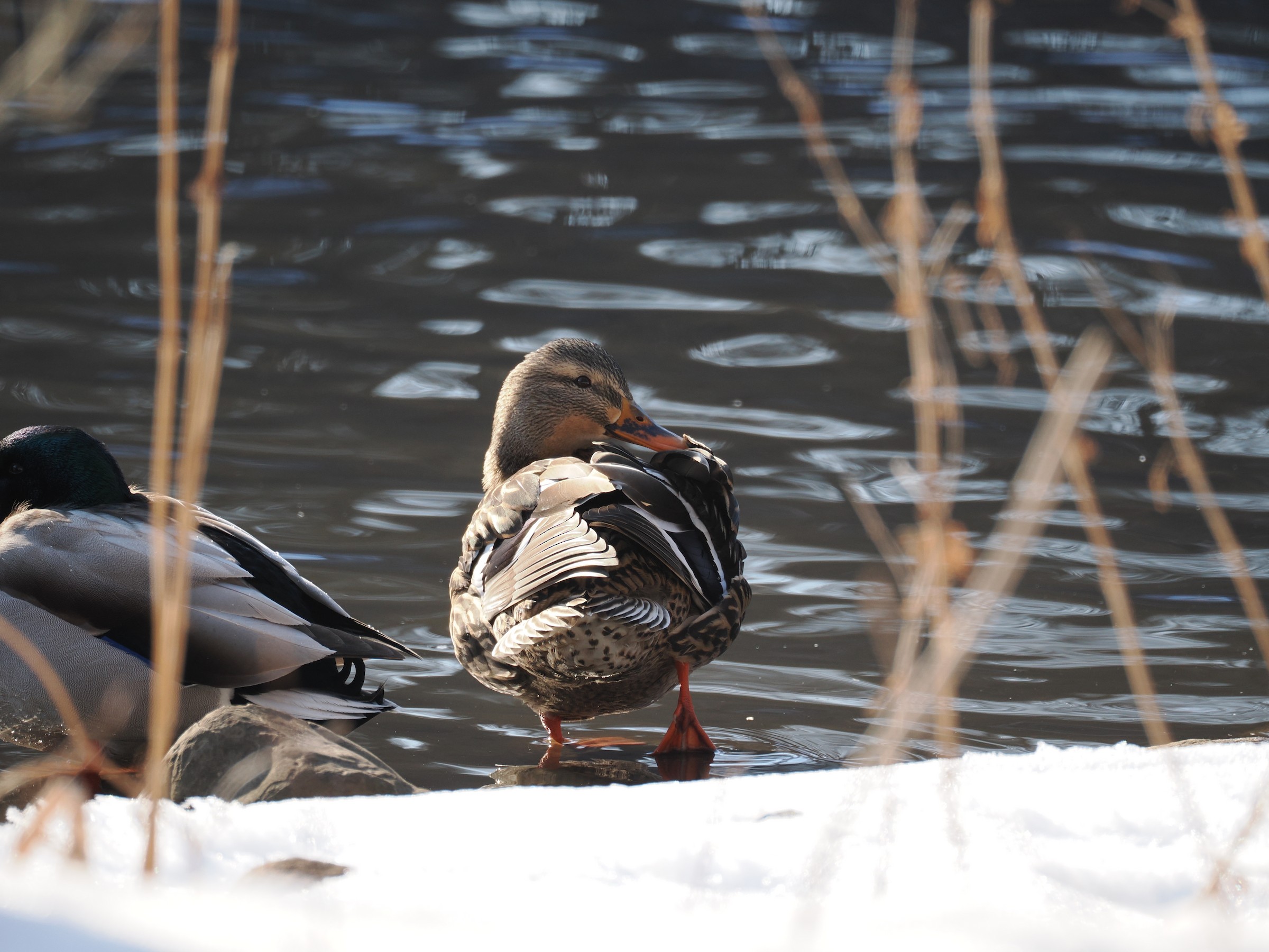 Hens and Drakes — additional photo 2