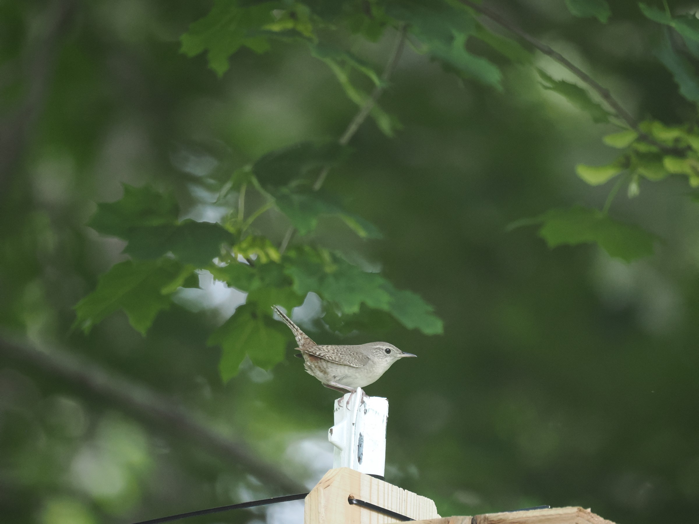 The Little Brown Dynamoe — additional photo 2