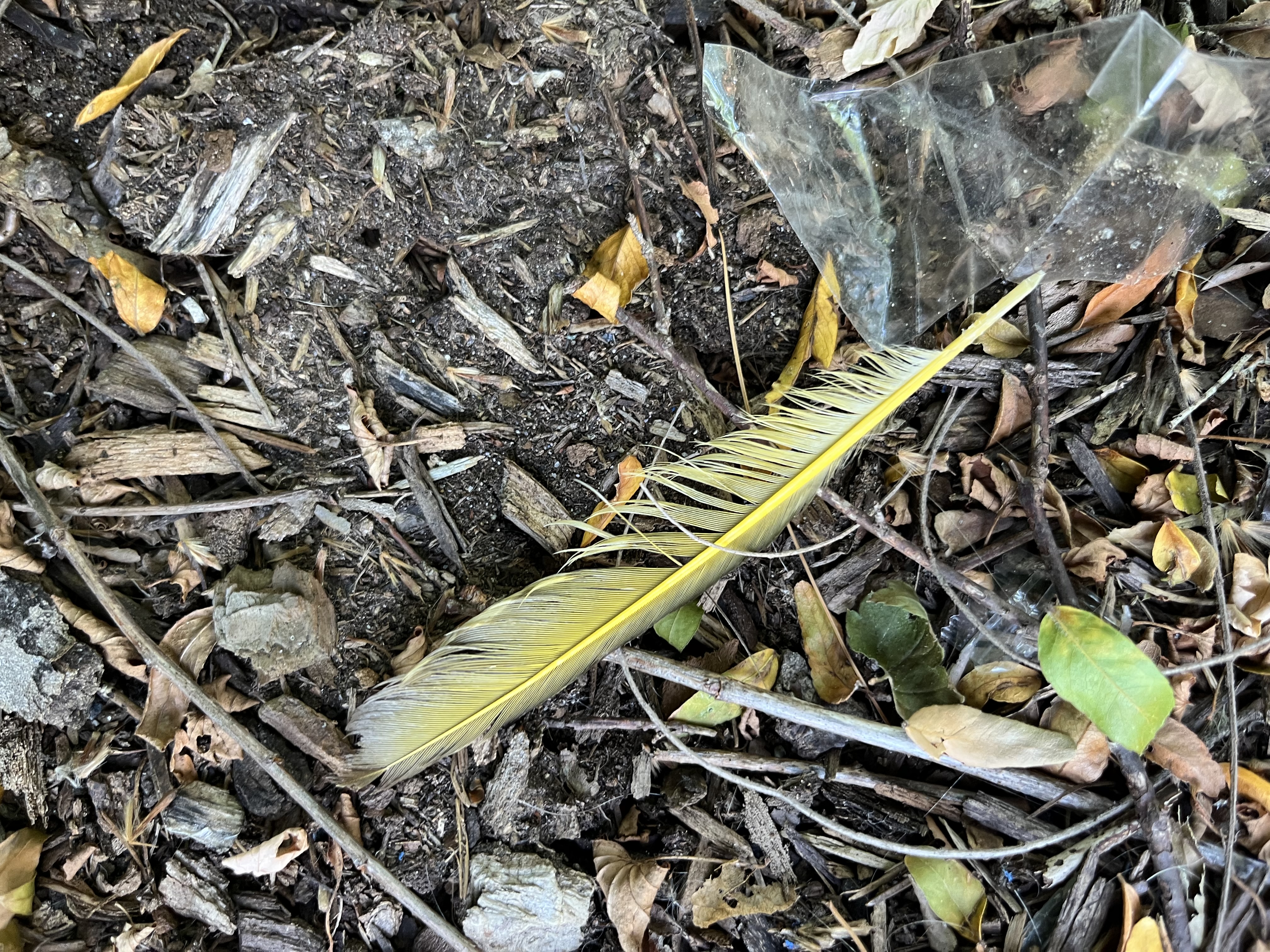 Yellow Hammer — additional photo 6