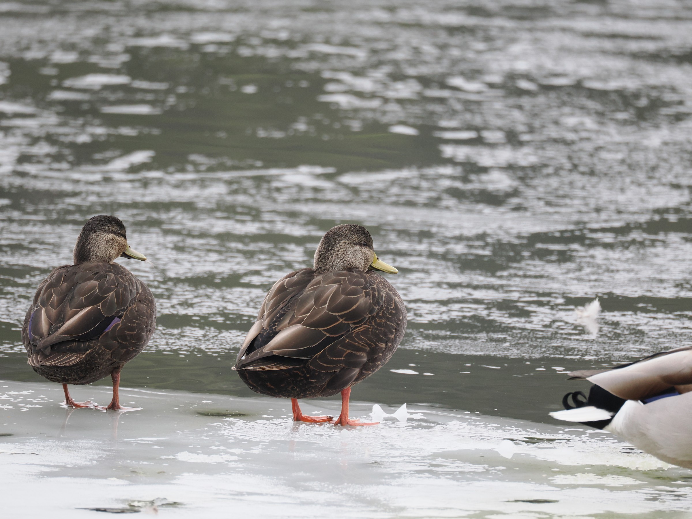 Chocolate Colored Visitors — additional photo 1