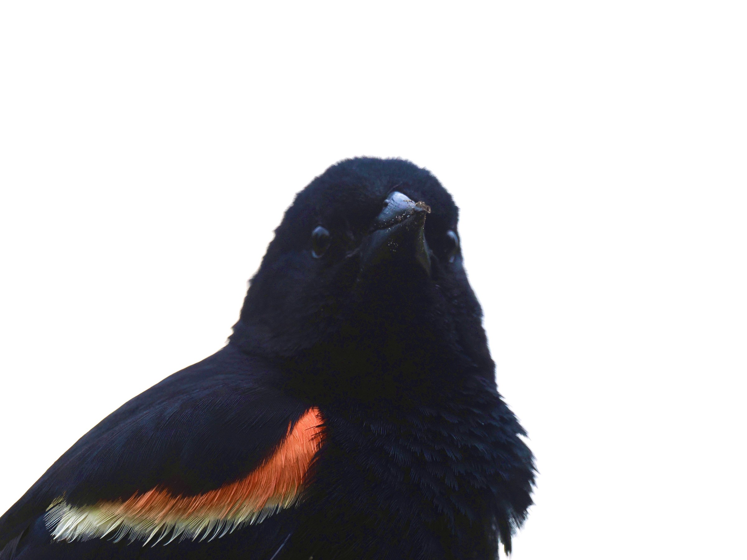 Red Shouldered Icteridea — additional photo 1