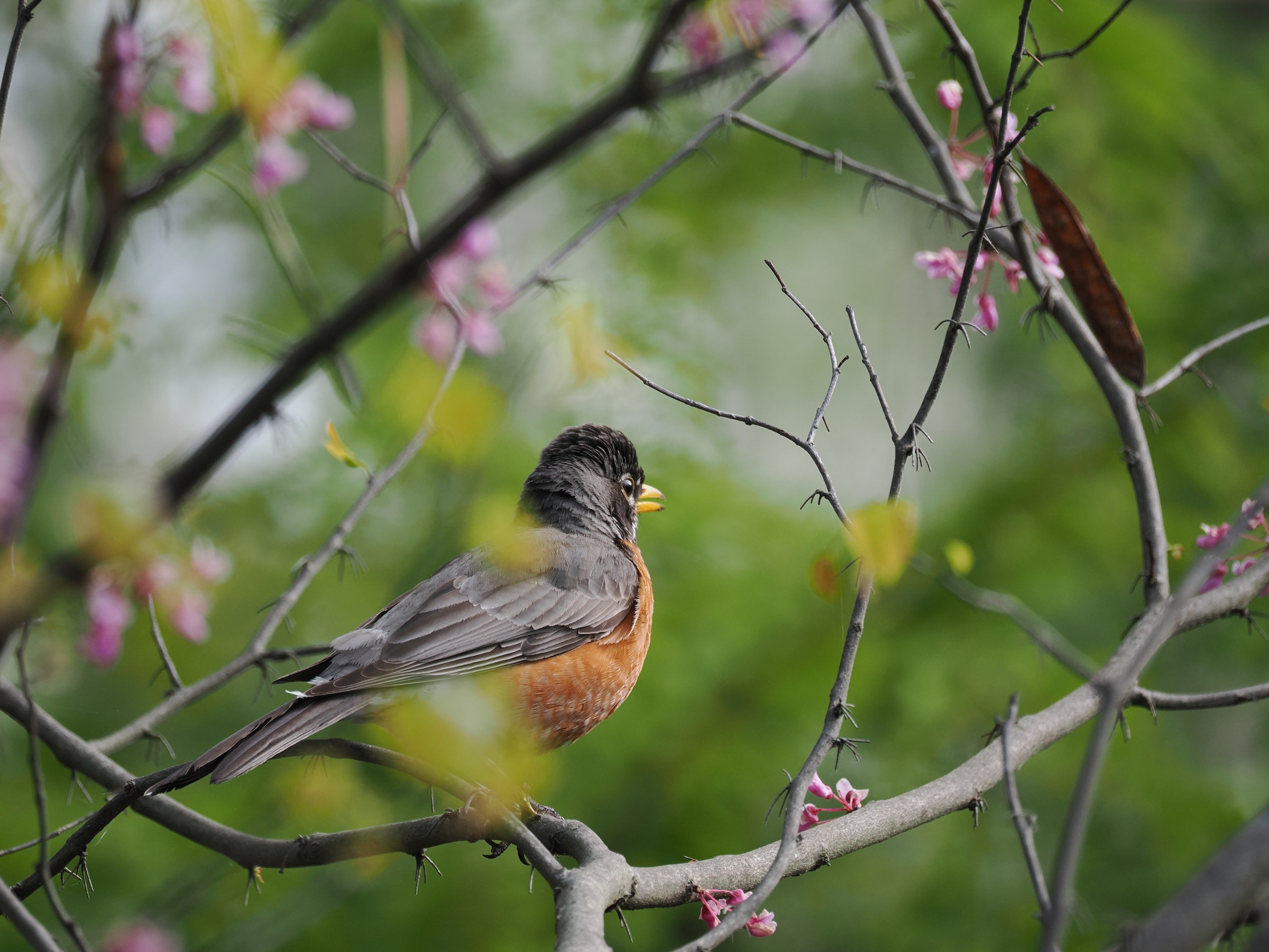 The Early Riser of the Quad — additional photo 6