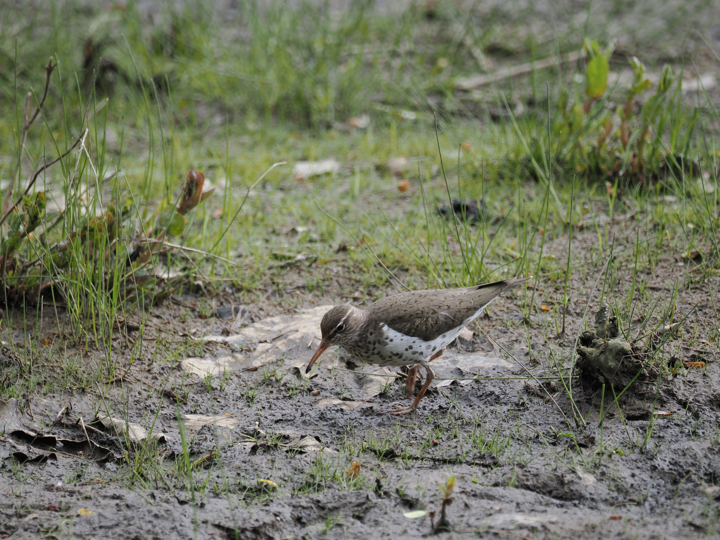 Teeter-peeping Around — additional photo 2