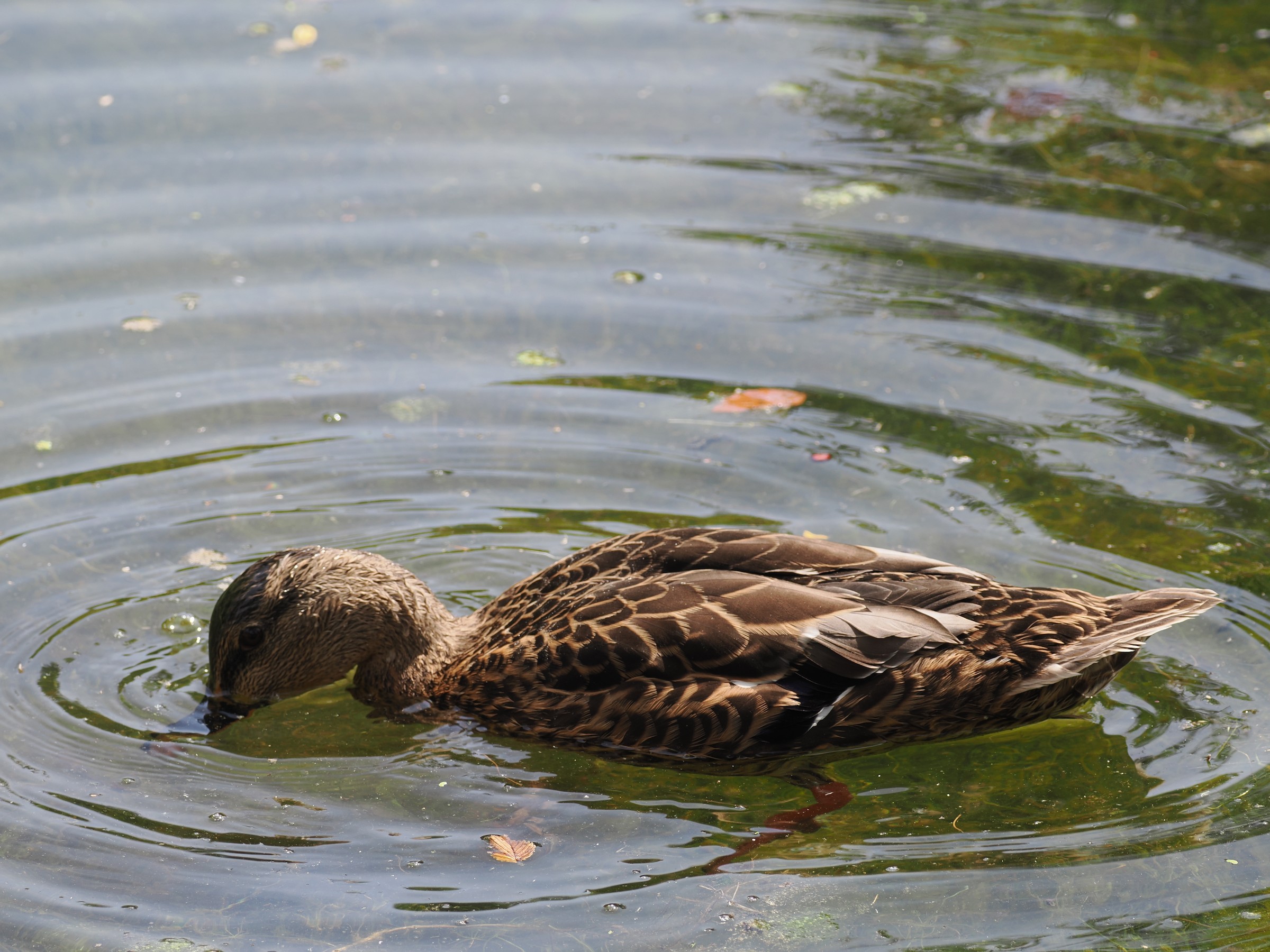 Hens and Drakes — additional photo 8