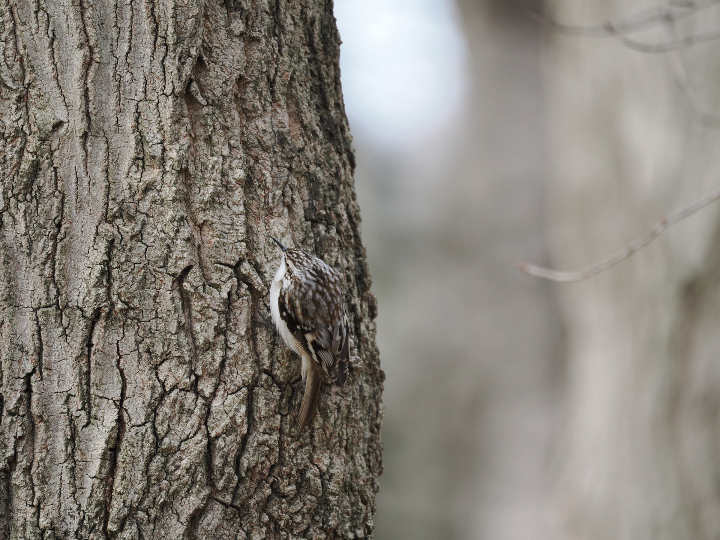 Tree Mice — additional photo 1