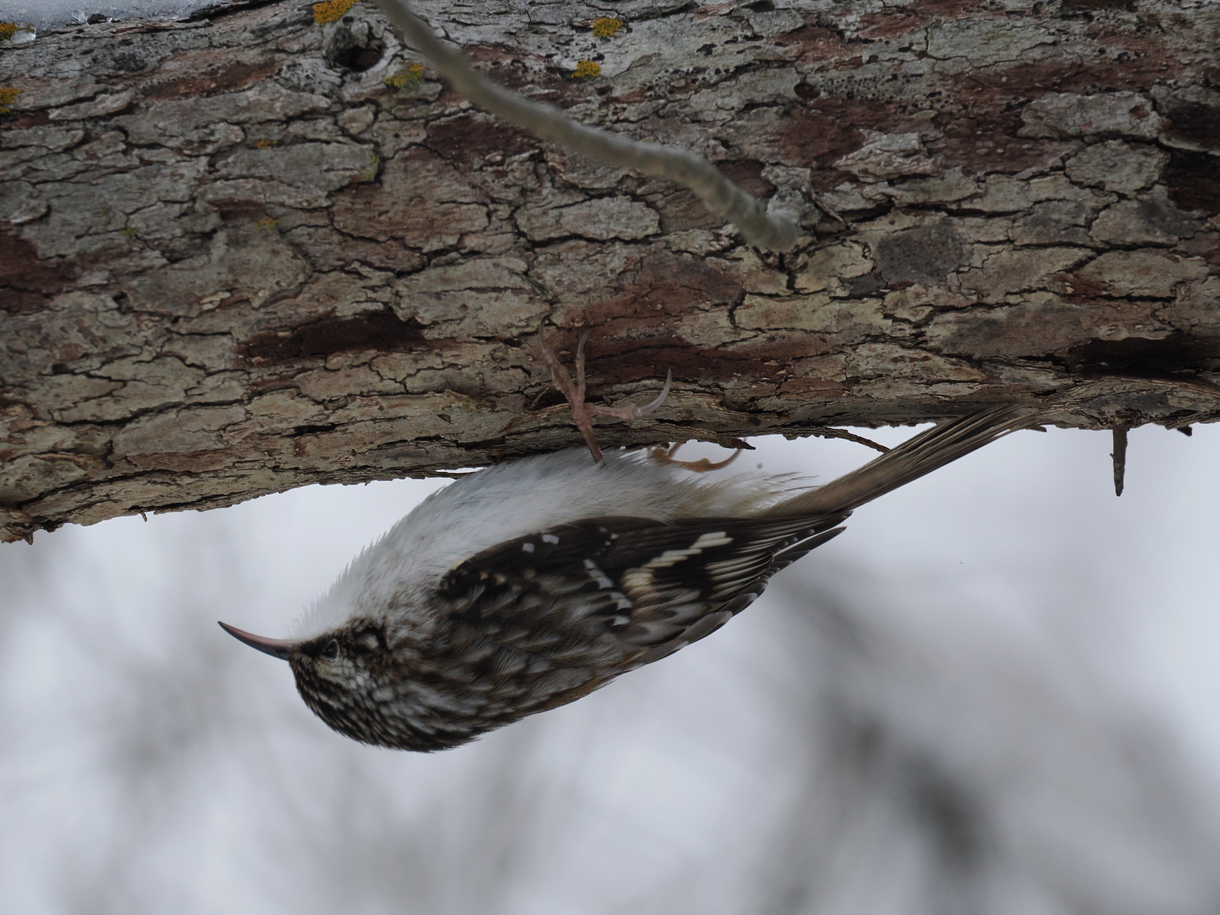 Tree Mice