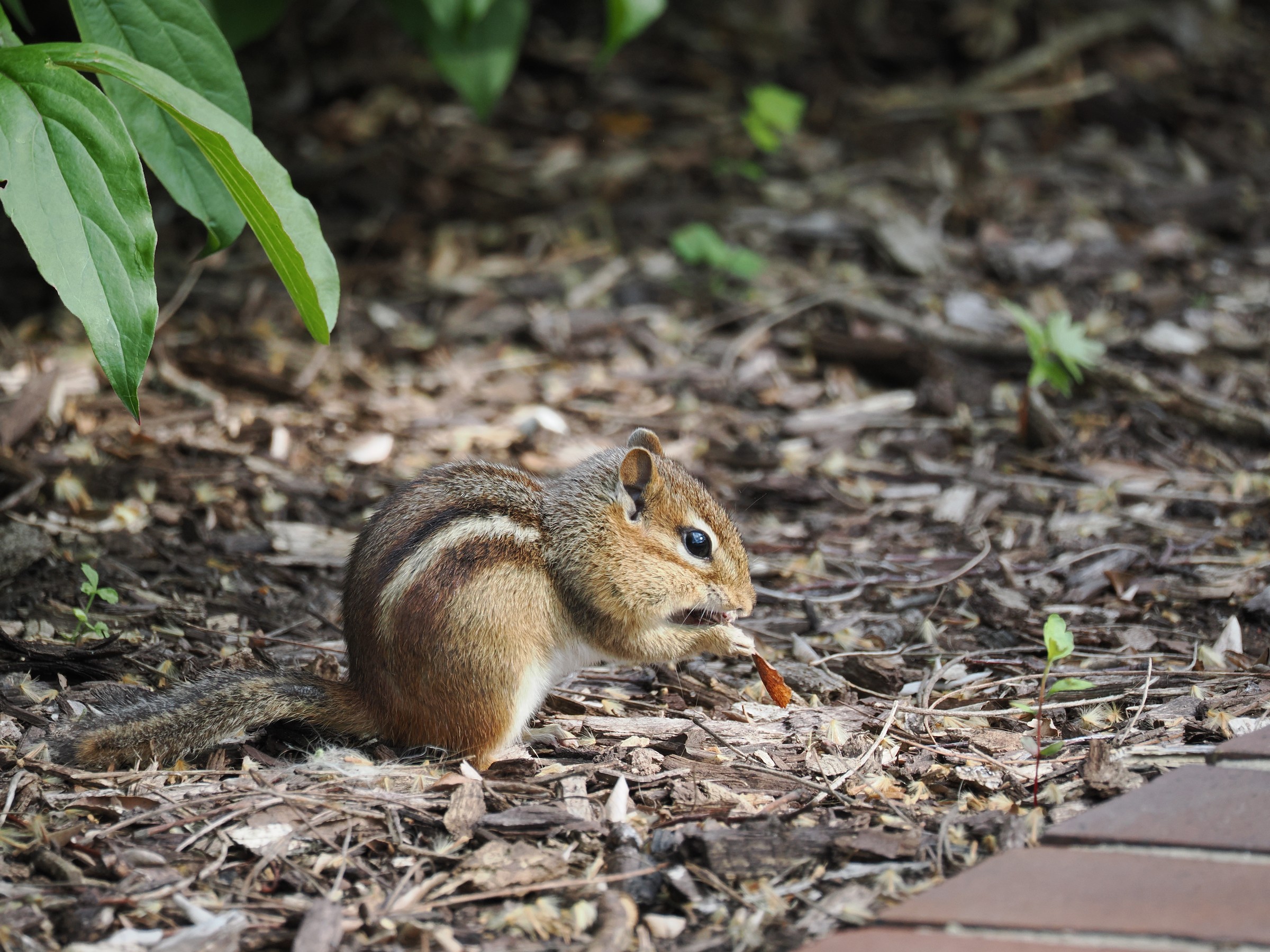 Tiny Rodentia — additional photo 2