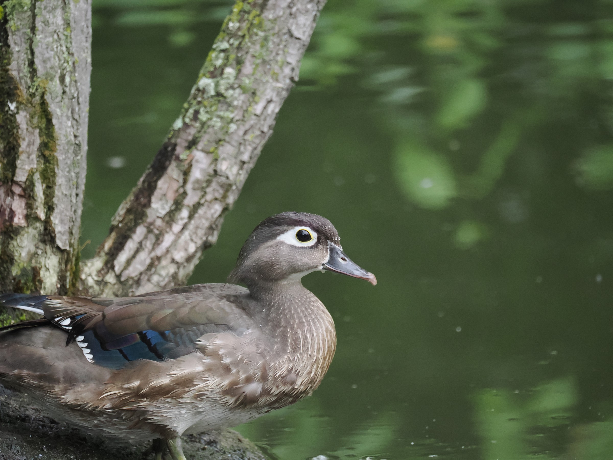Woodies — additional photo 2