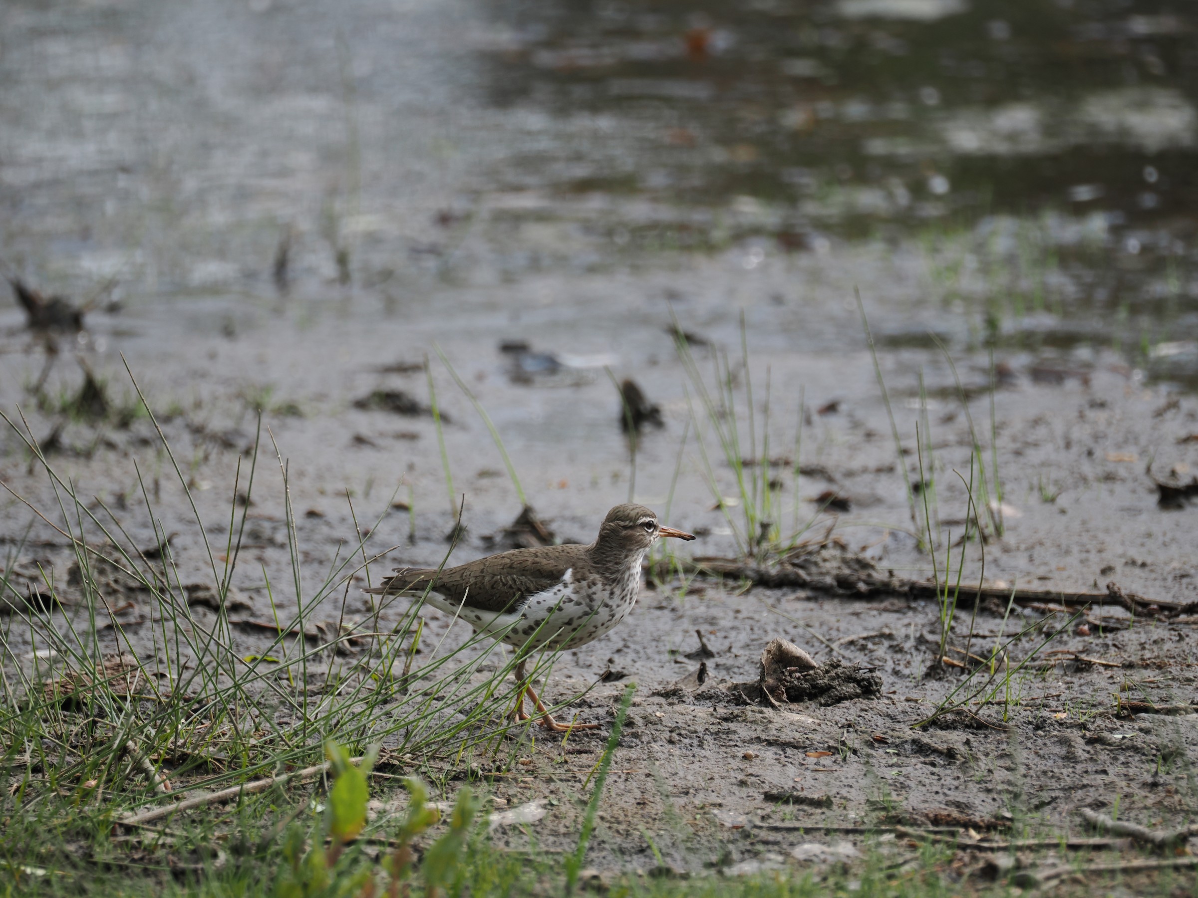 Teeter-peeping Around — additional photo 3