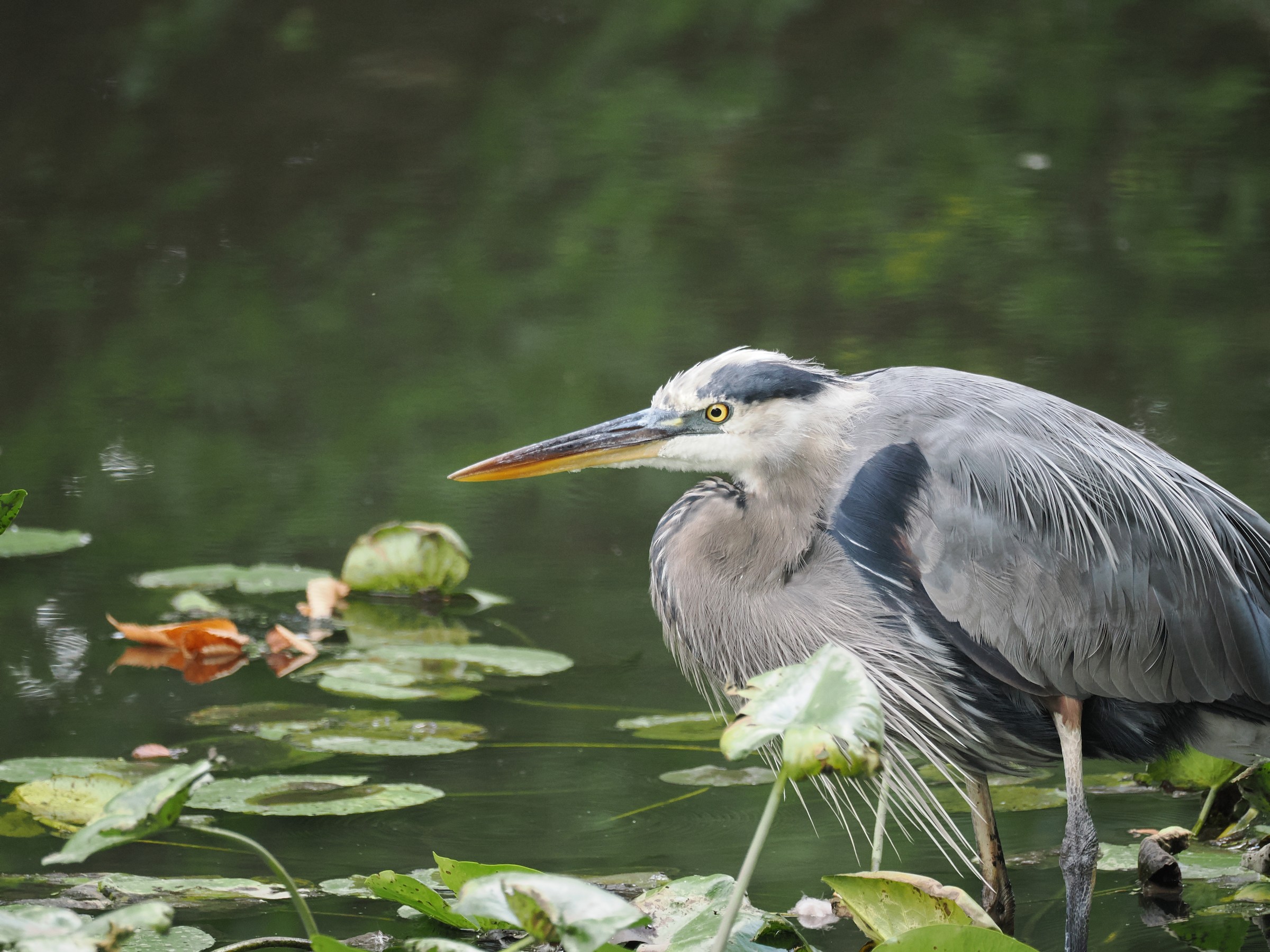 Fishing at Dawn — additional photo 8