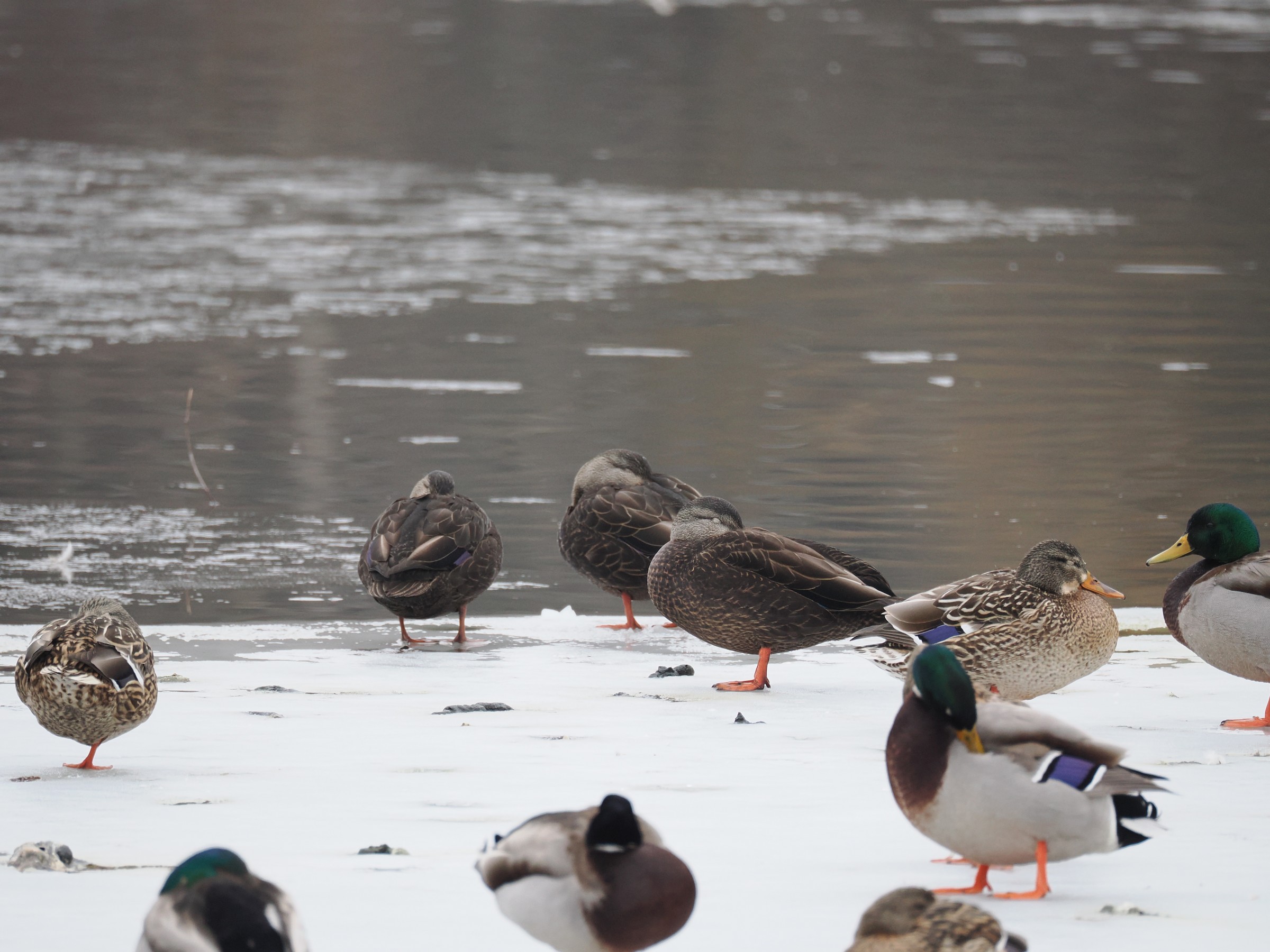 Chocolate Colored Visitors — additional photo 2