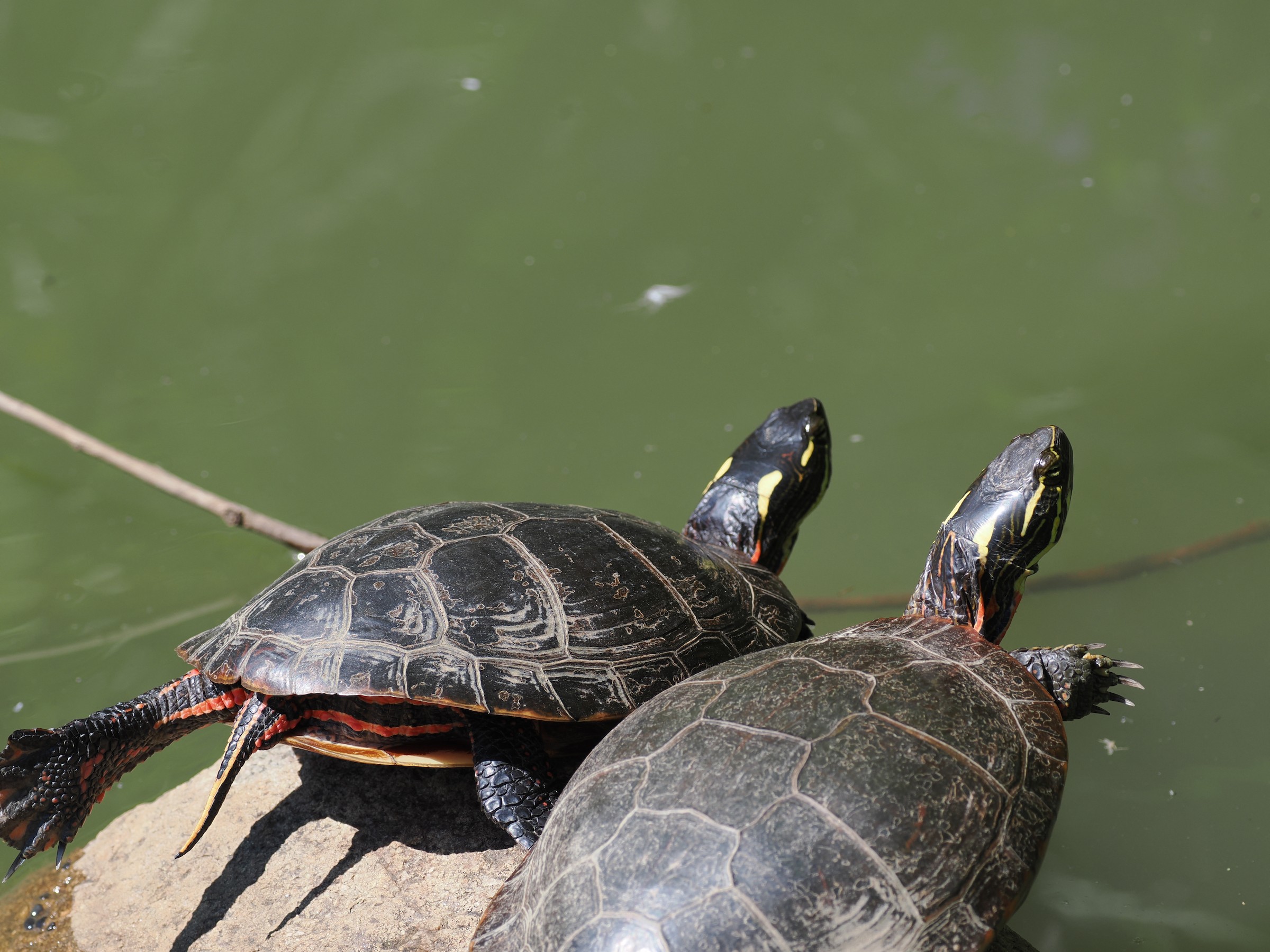Sunning at Noon — additional photo 1