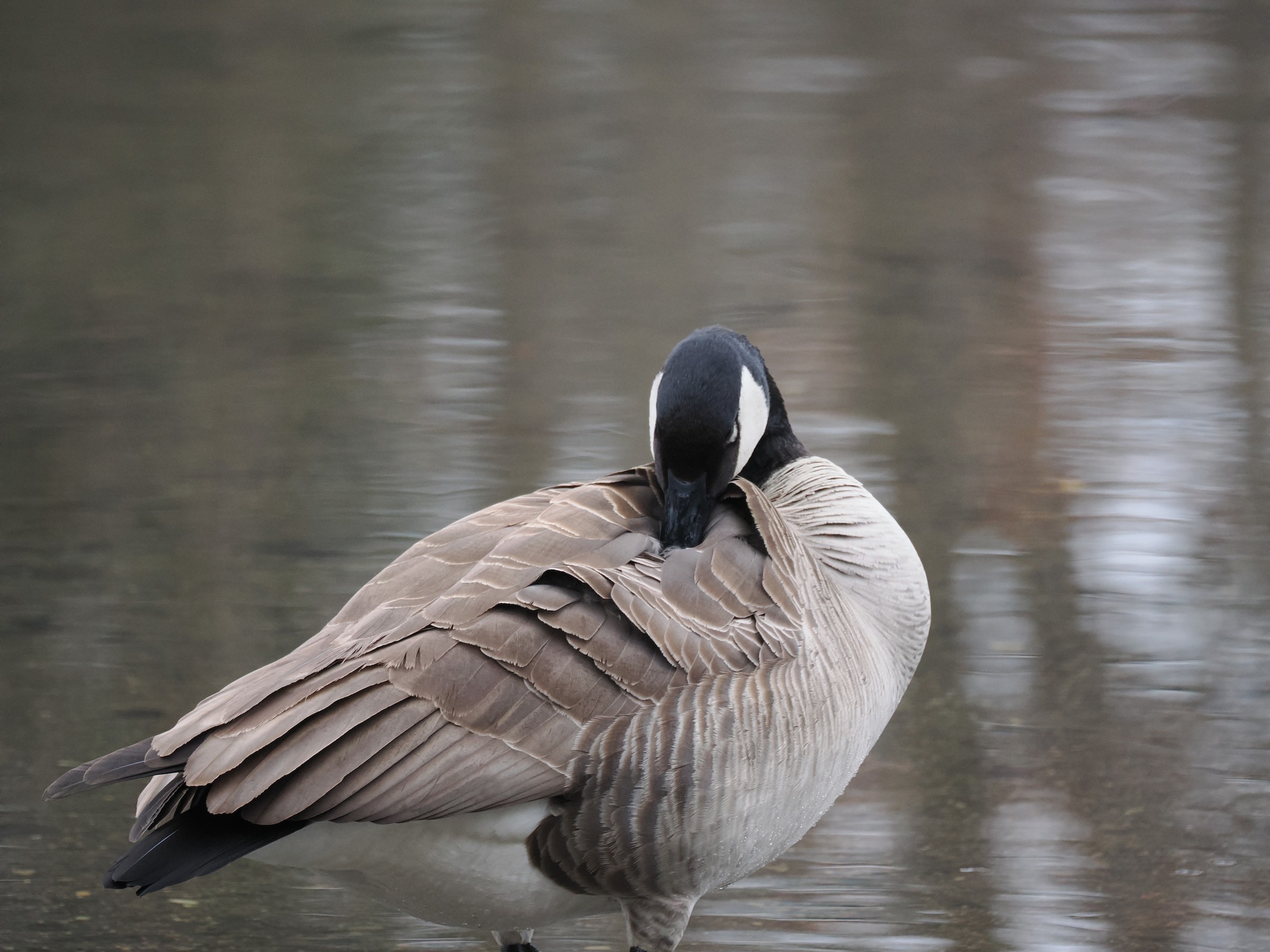 Terror Birds — additional photo 1