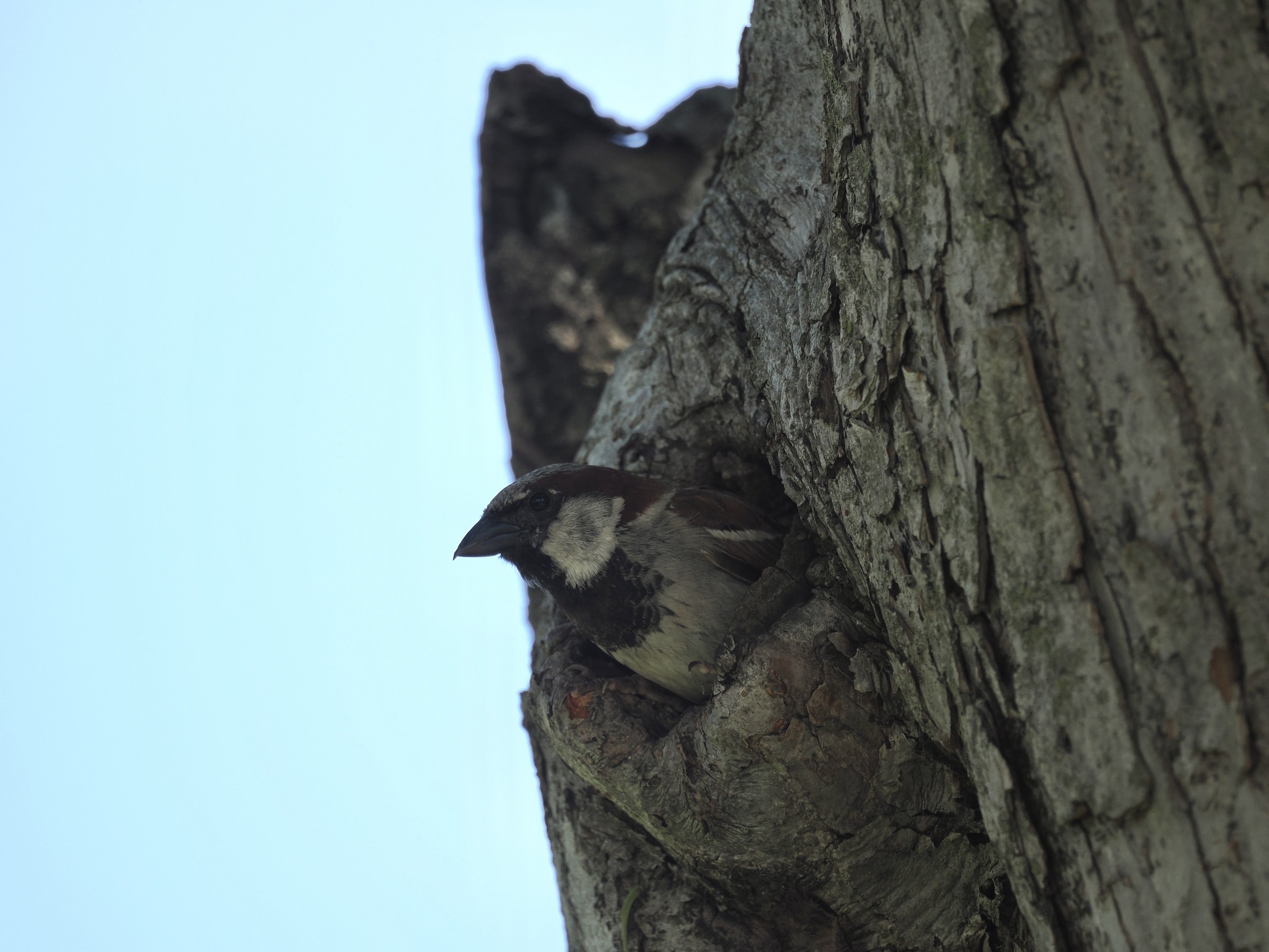 The Ubiquitous Sparrow — additional photo 4