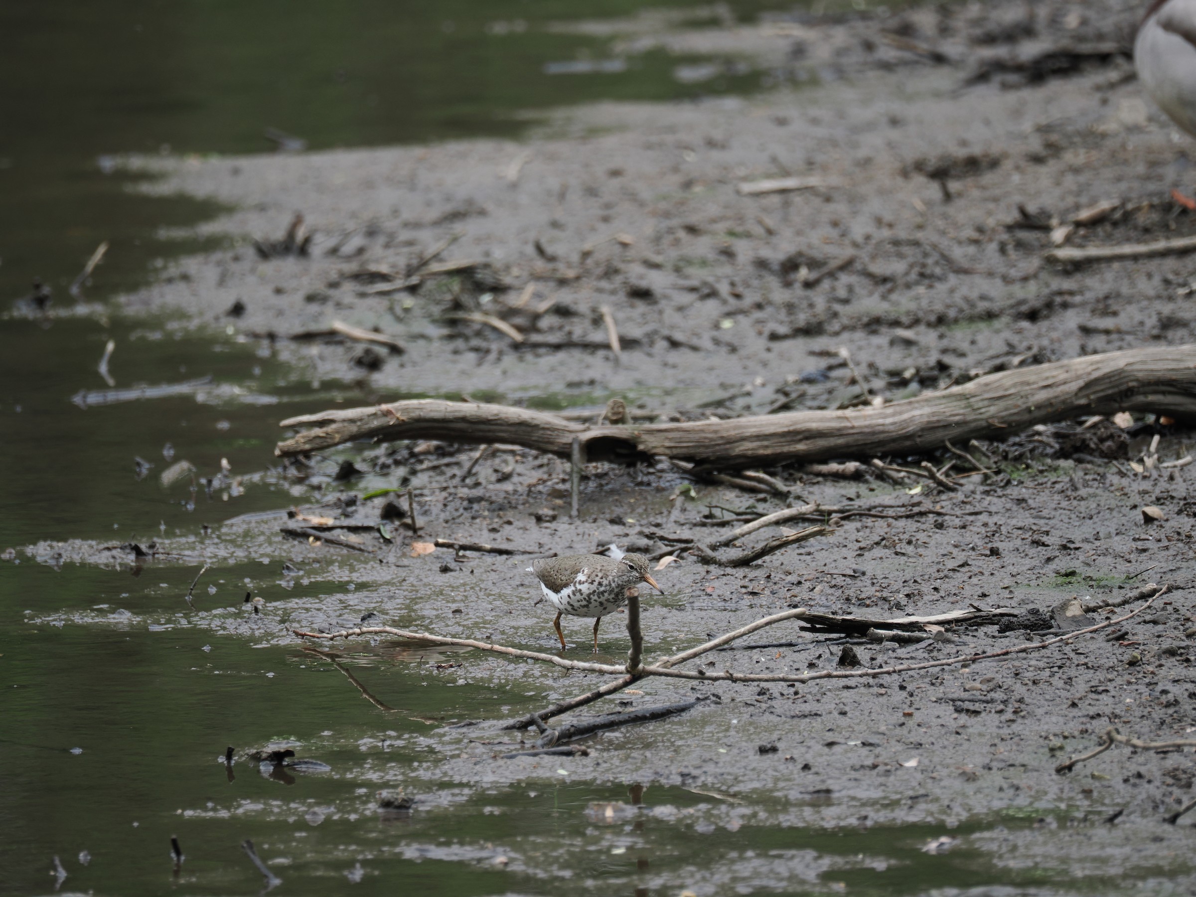 Teeter-peeping Around — additional photo 4