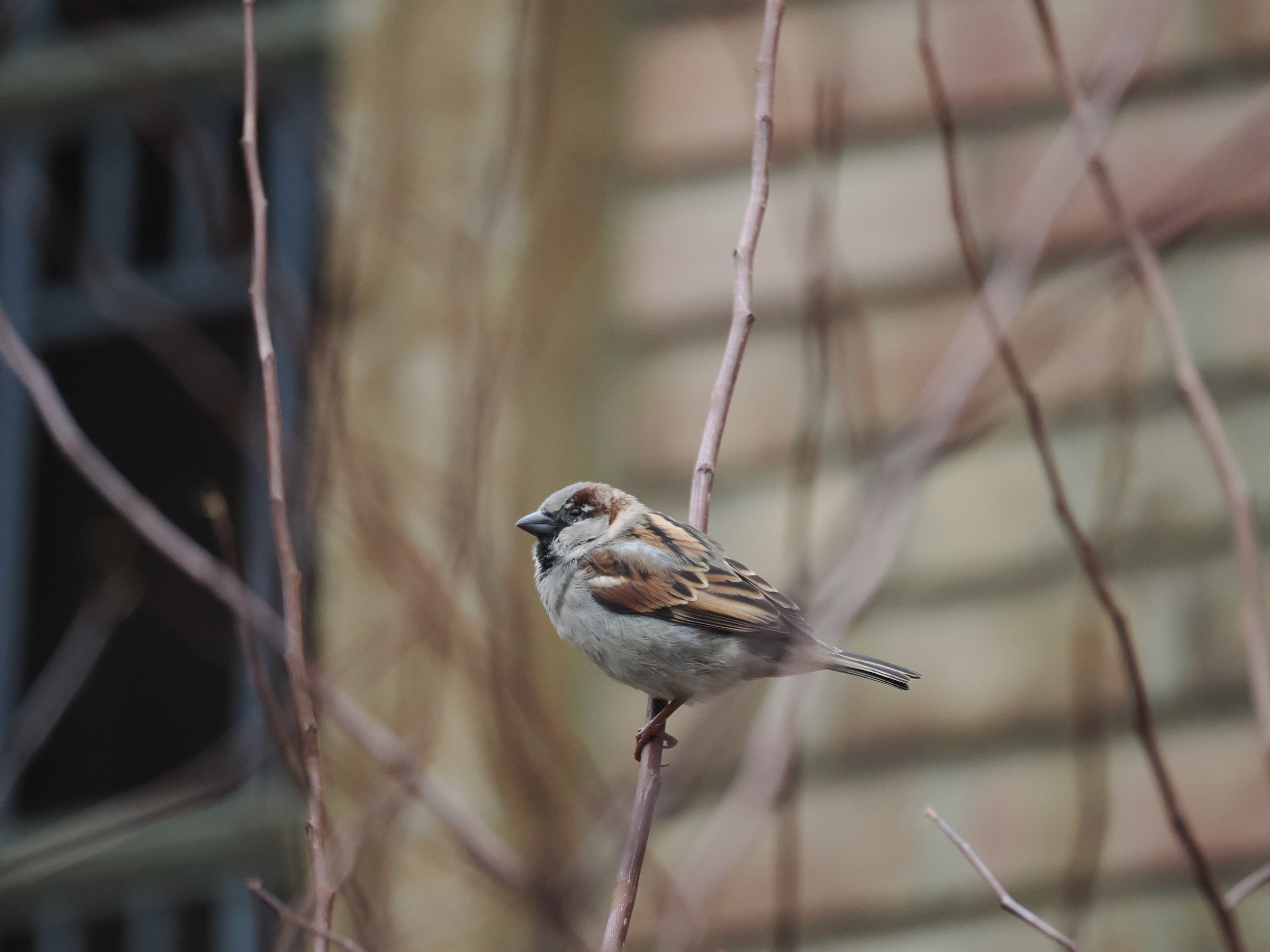 The Ubiquitous Sparrow — additional photo 3