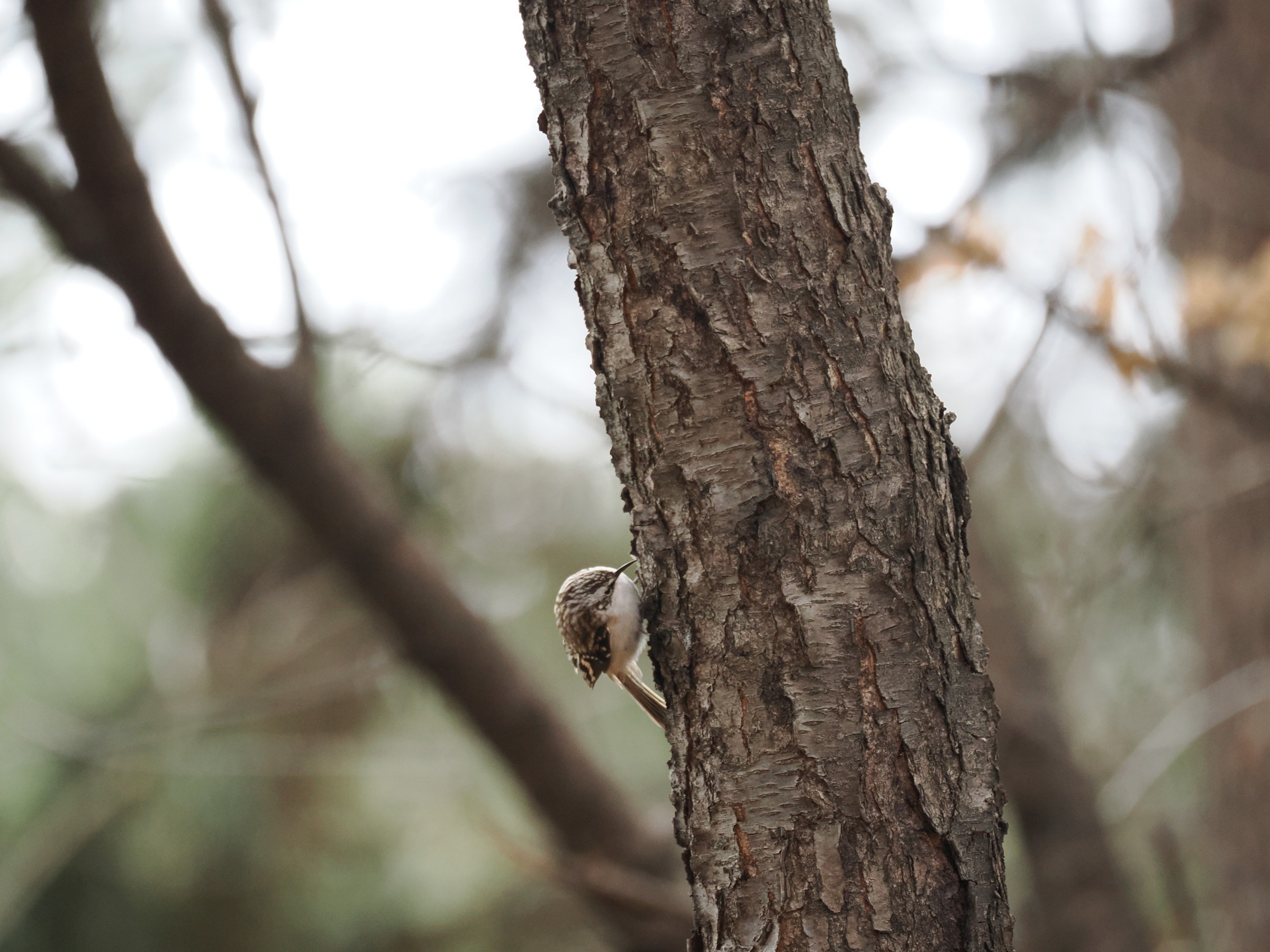 Tree Mice — additional photo 3