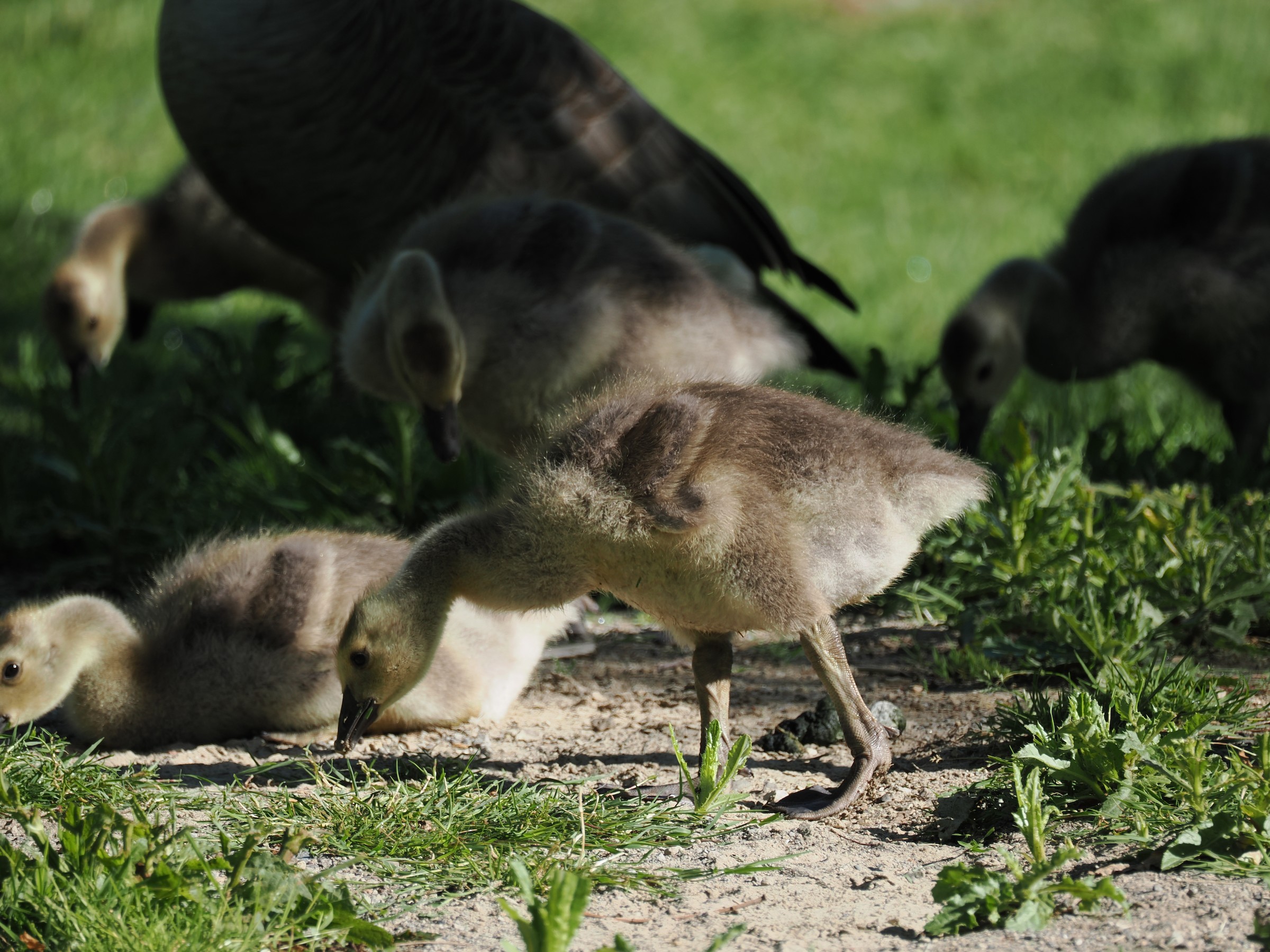 Terror Birds — additional photo 4