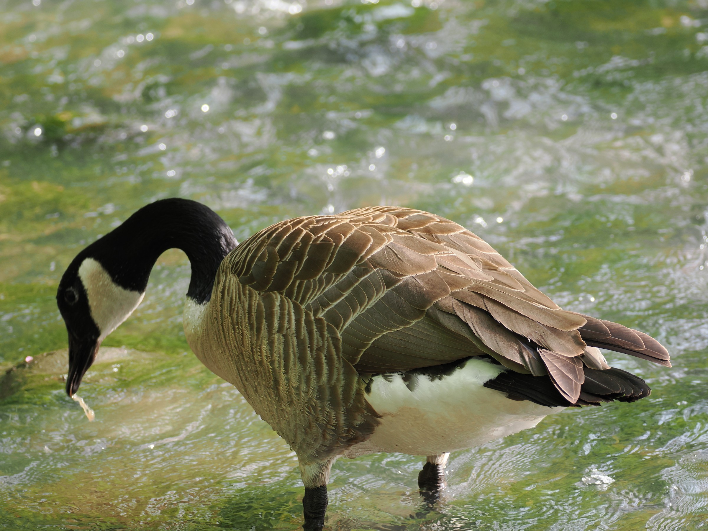 Terror Birds — additional photo 3