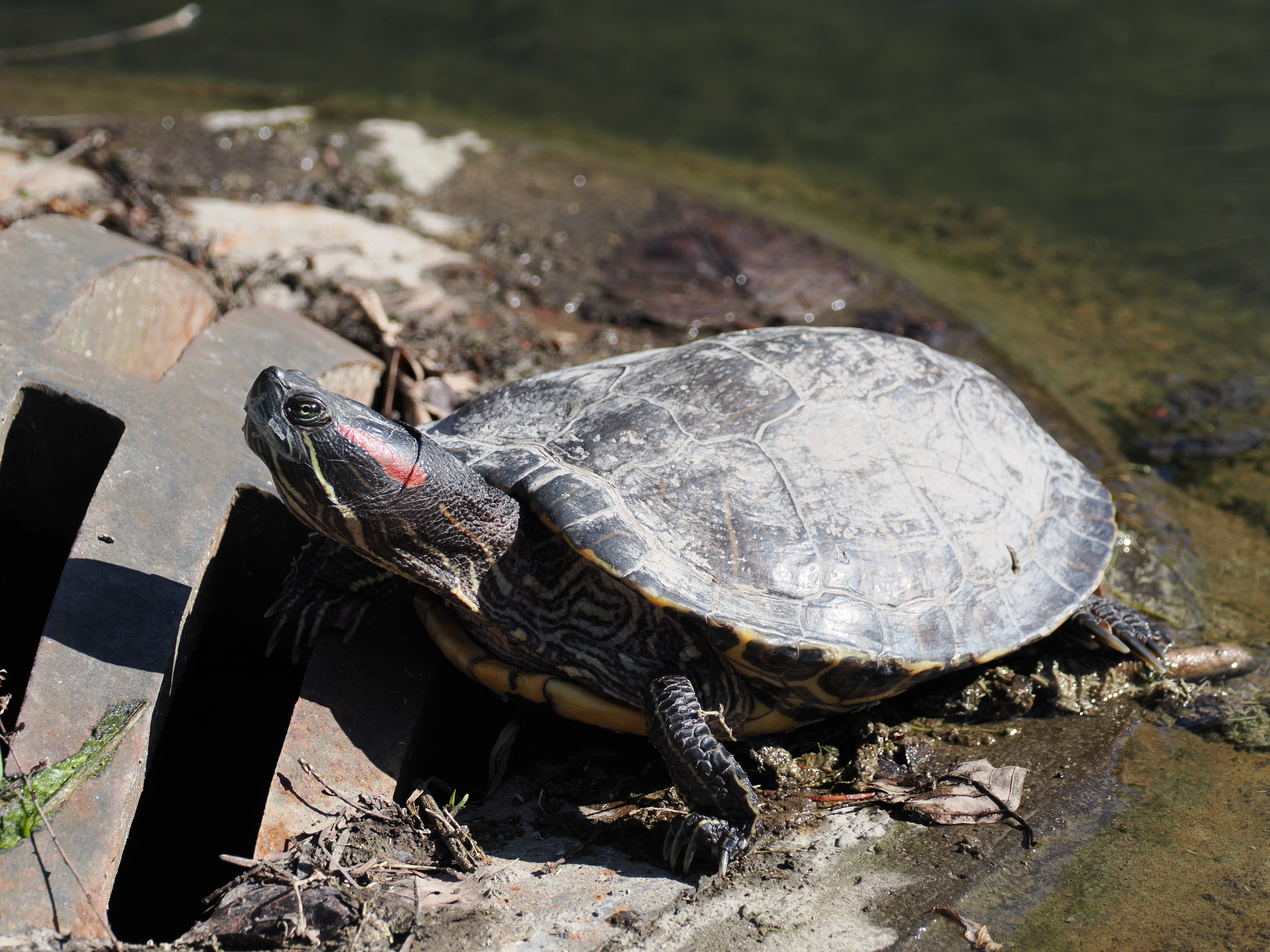 Most Invasive Chelonian — additional photo 1