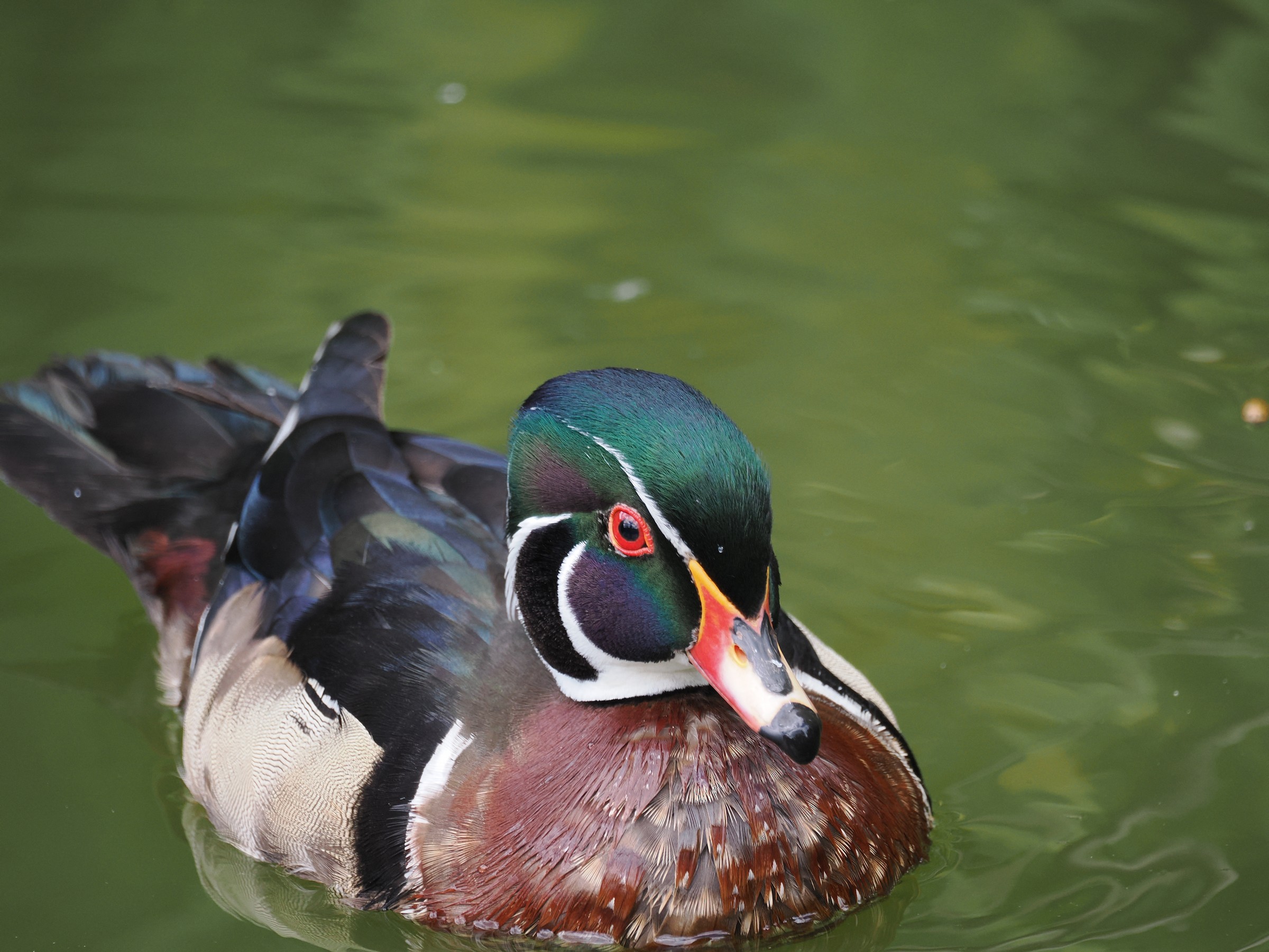 Woodies
