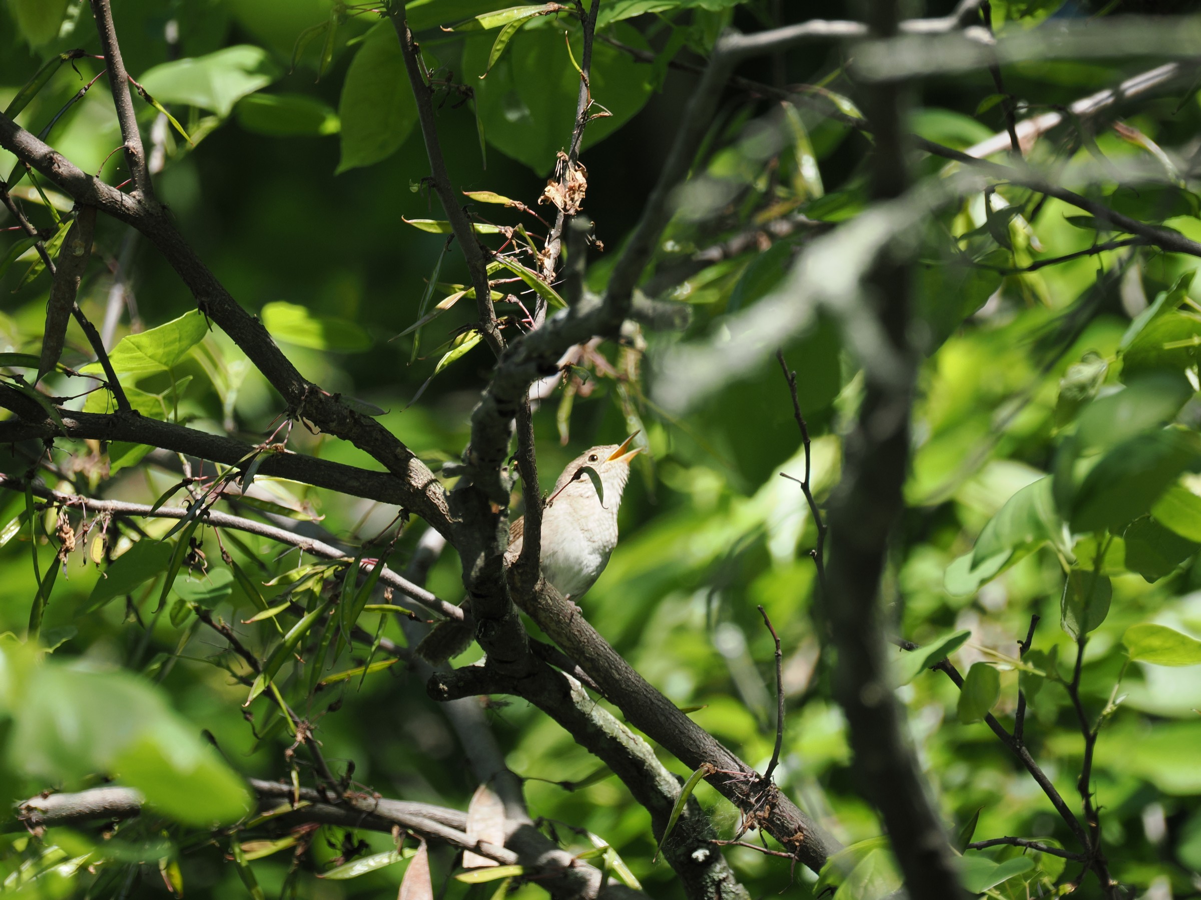 The Little Brown Dynamoe — additional photo 3