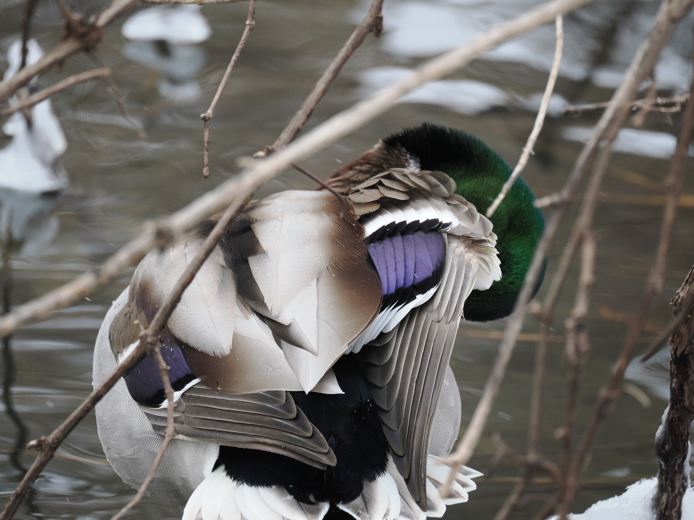 Hens and Drakes — additional photo 5