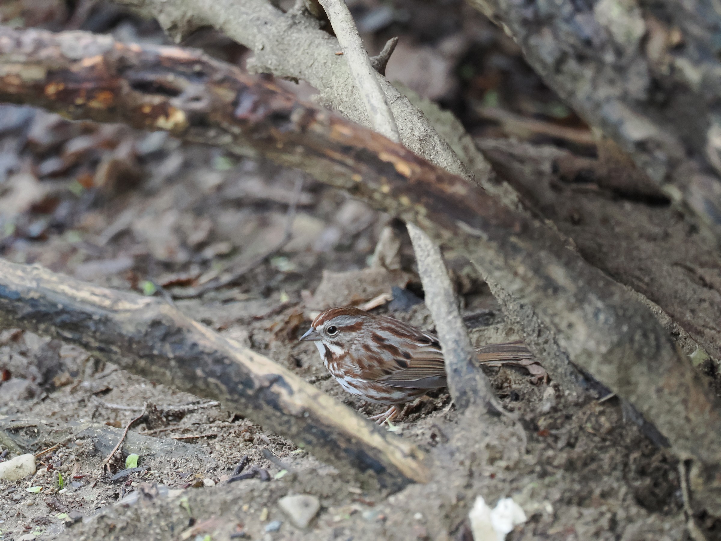 Singing Snogs — additional photo 3