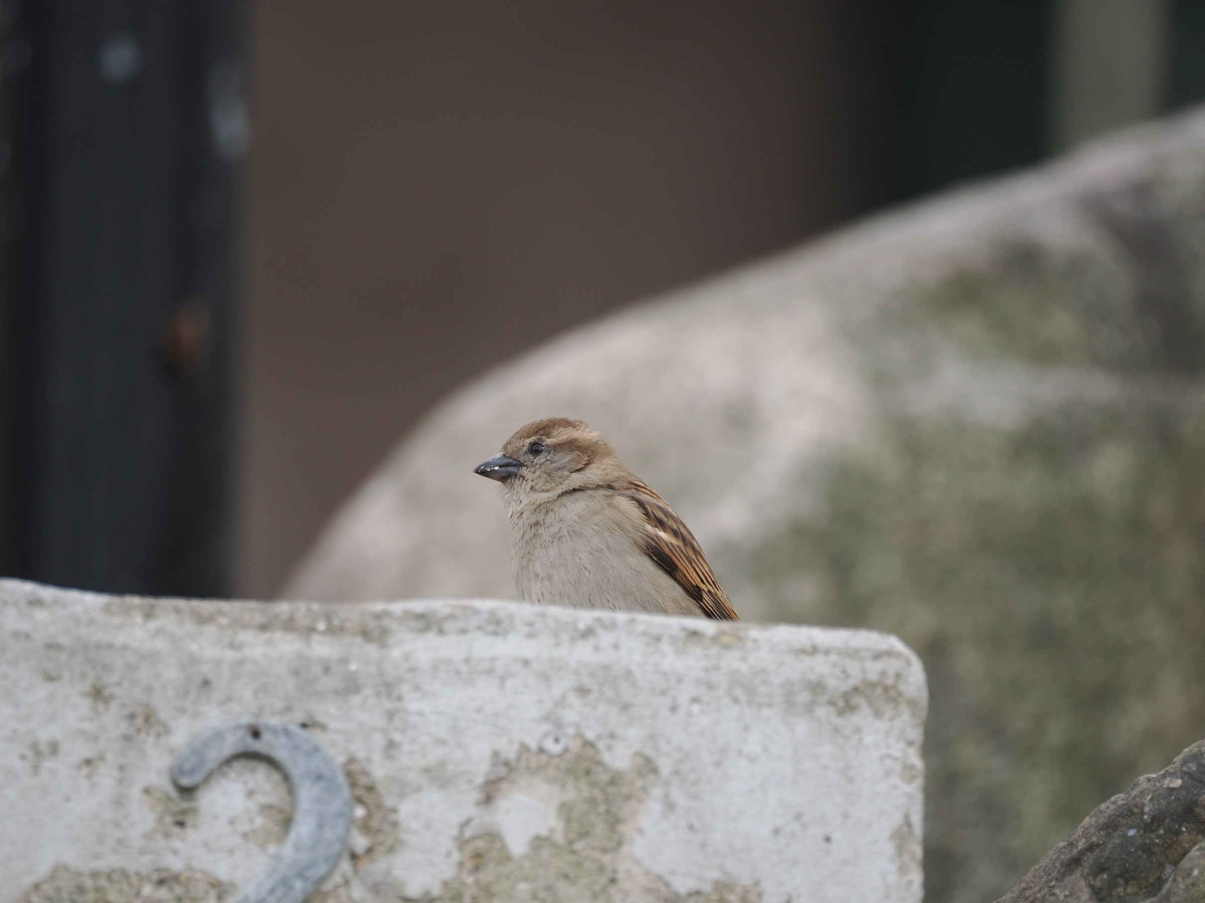 The Ubiquitous Sparrow — additional photo 7