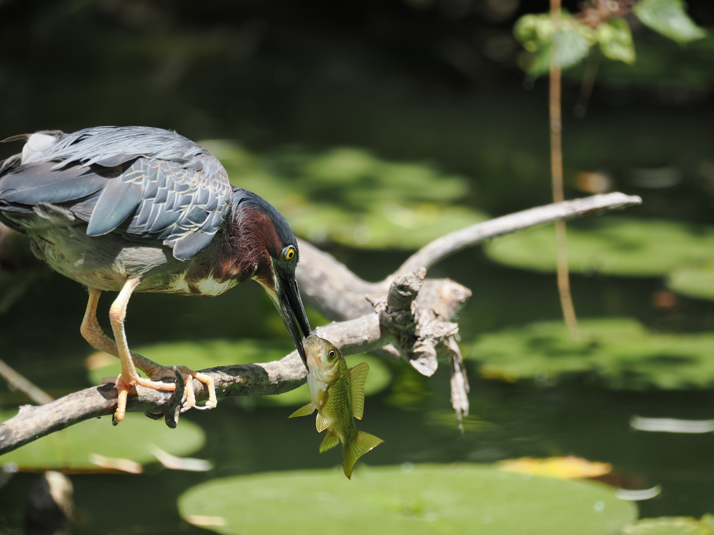 Striated? Galapagos? Green! — additional photo 1