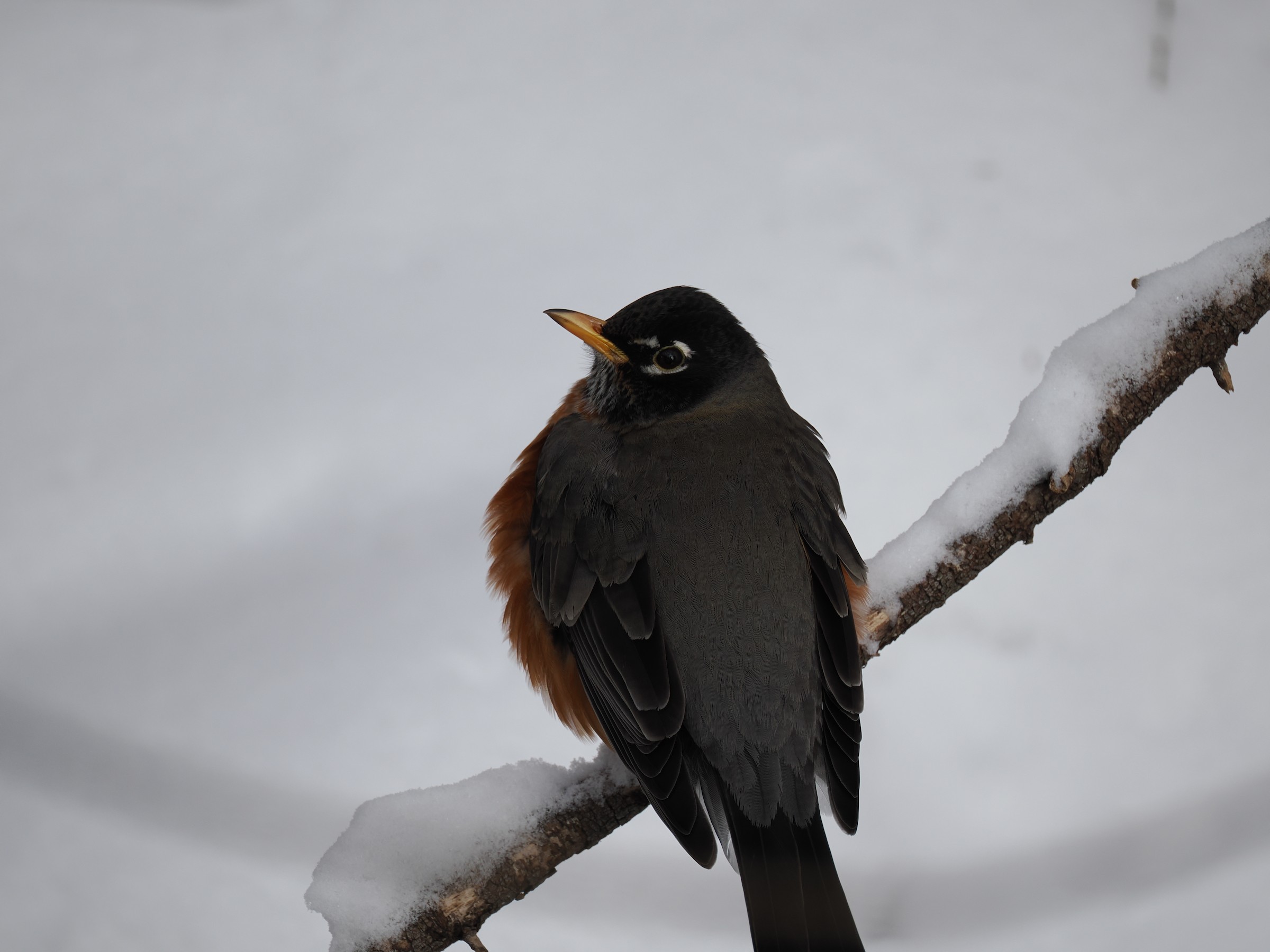 The Early Riser of the Quad — additional photo 3