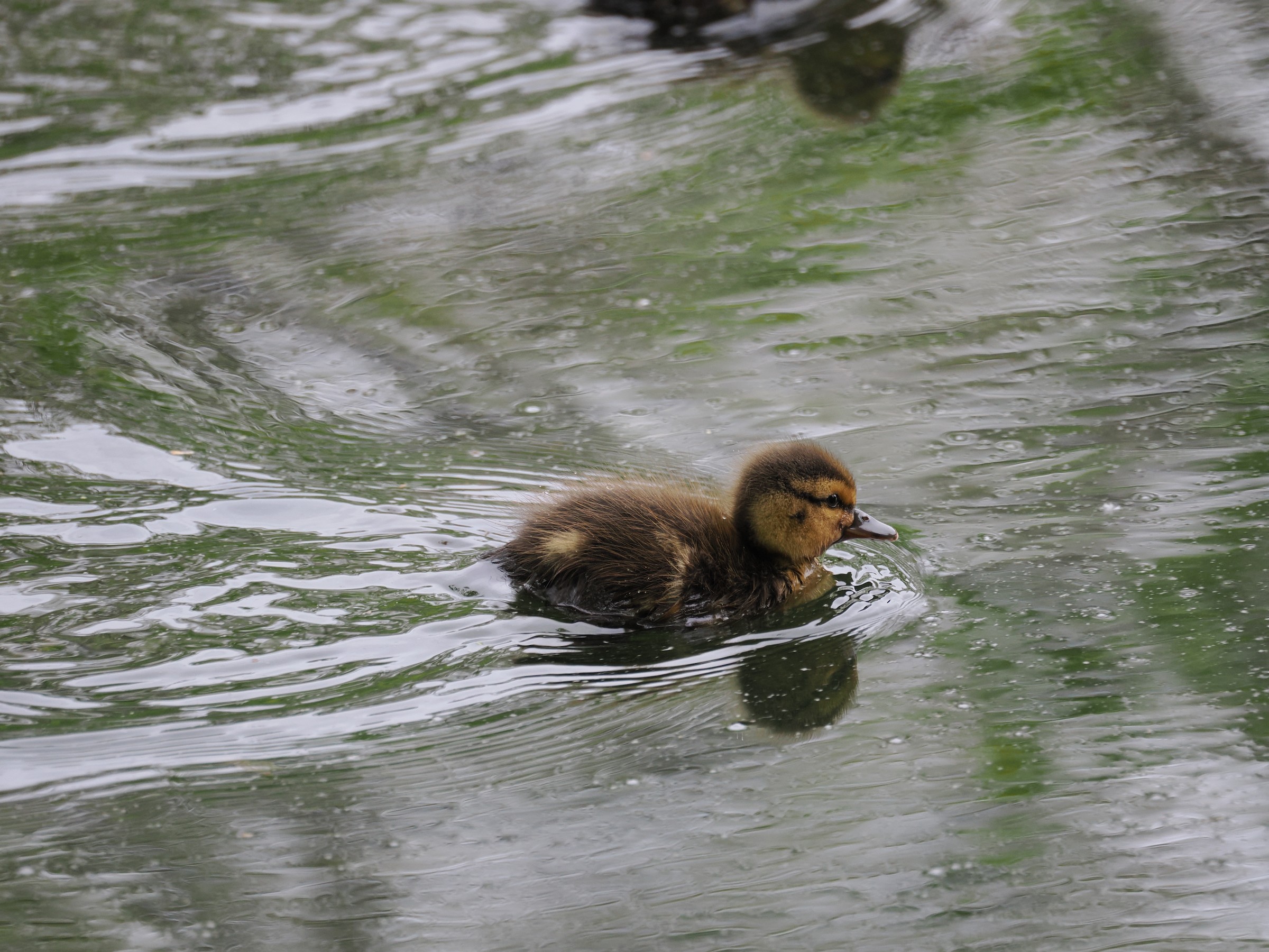 Hens and Drakes — additional photo 7