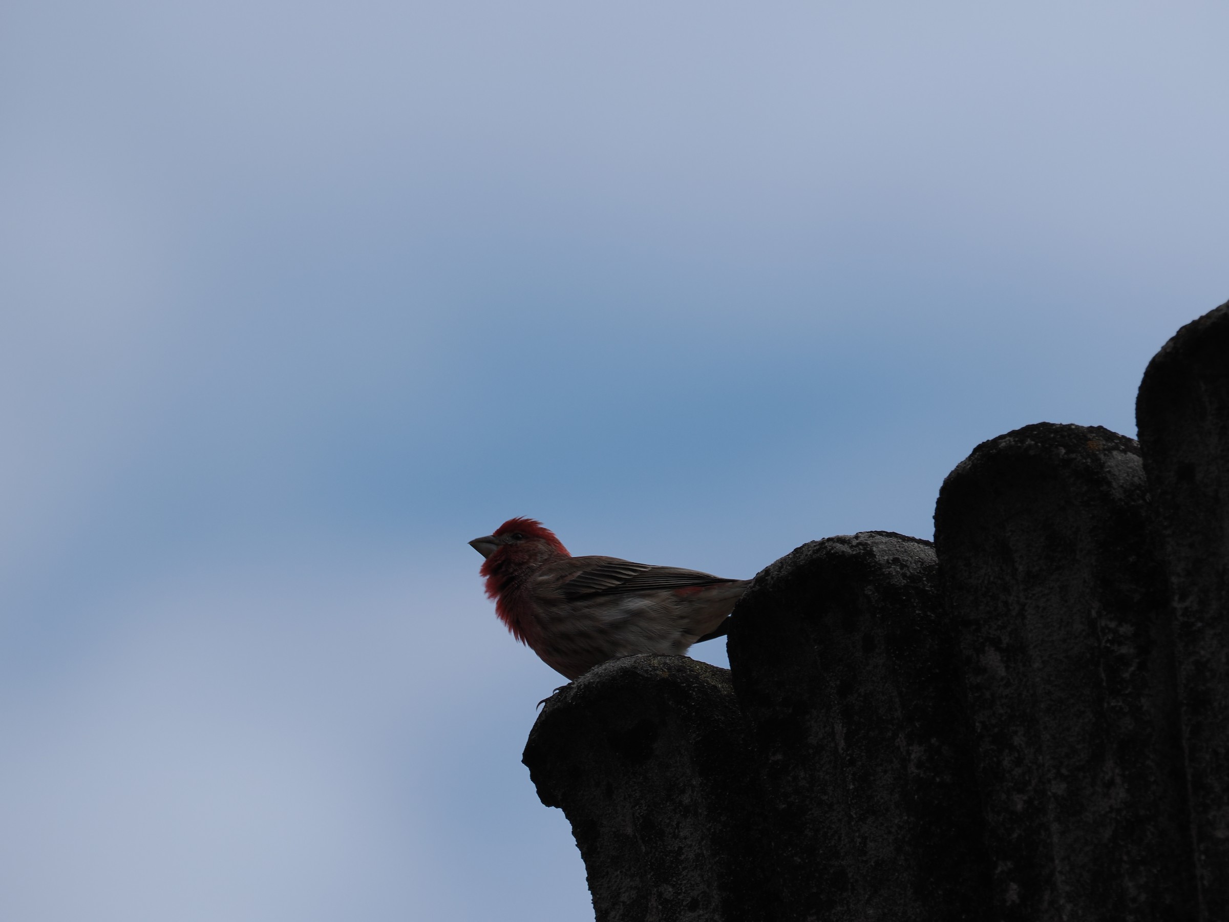 The Hollywood Finch — additional photo 3