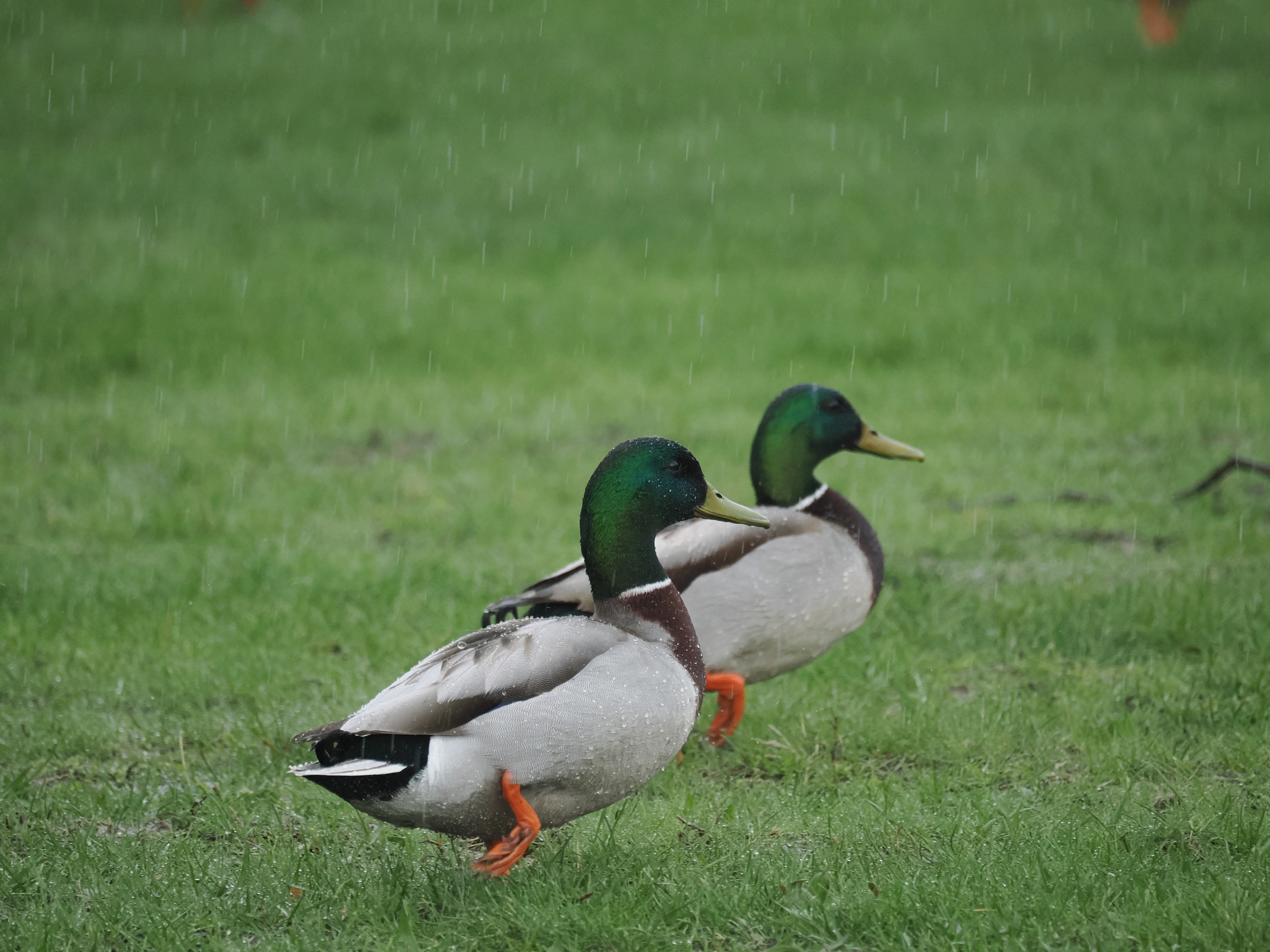 Hens and Drakes — additional photo 6